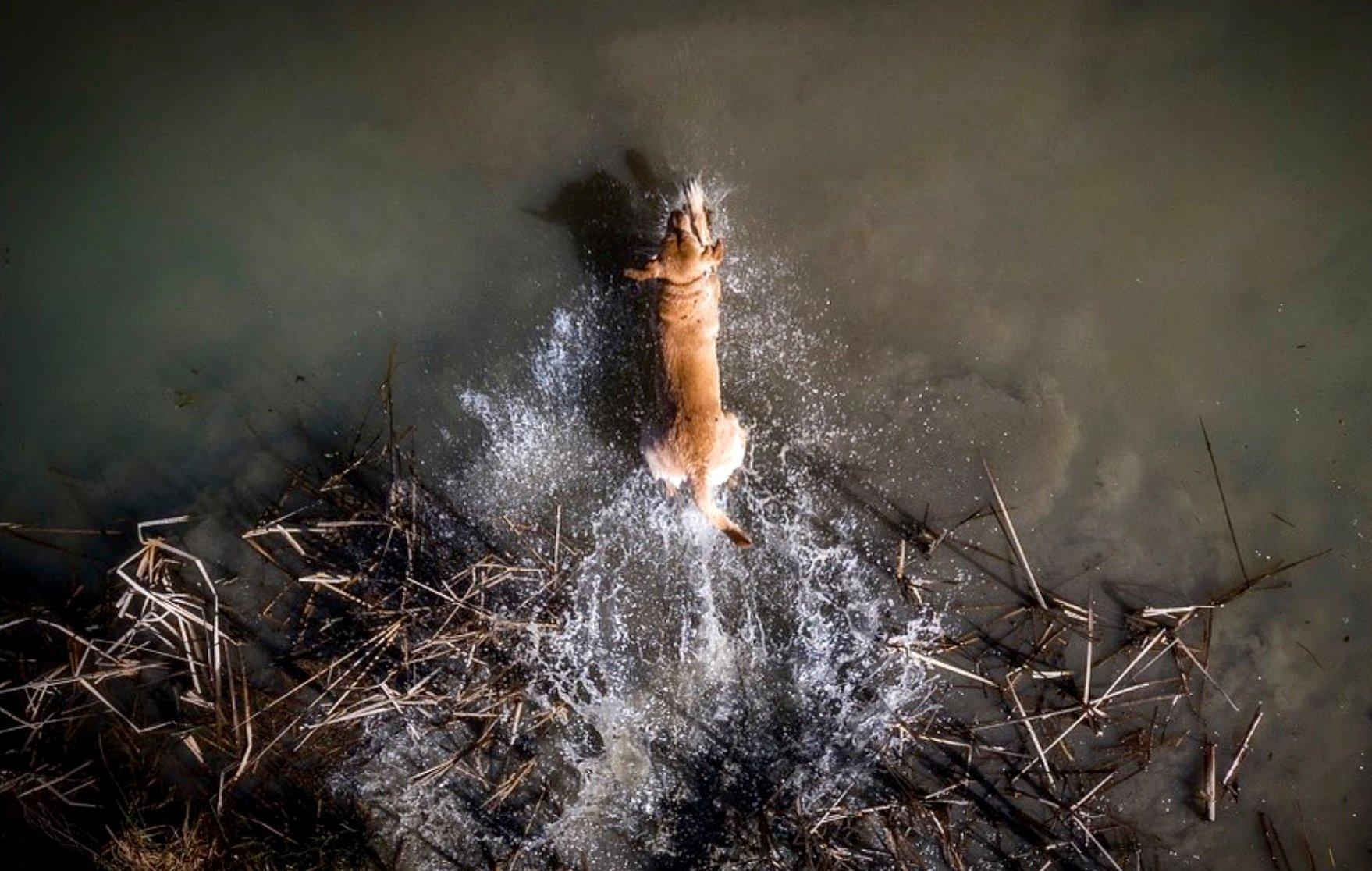 Image: duck_prep_3