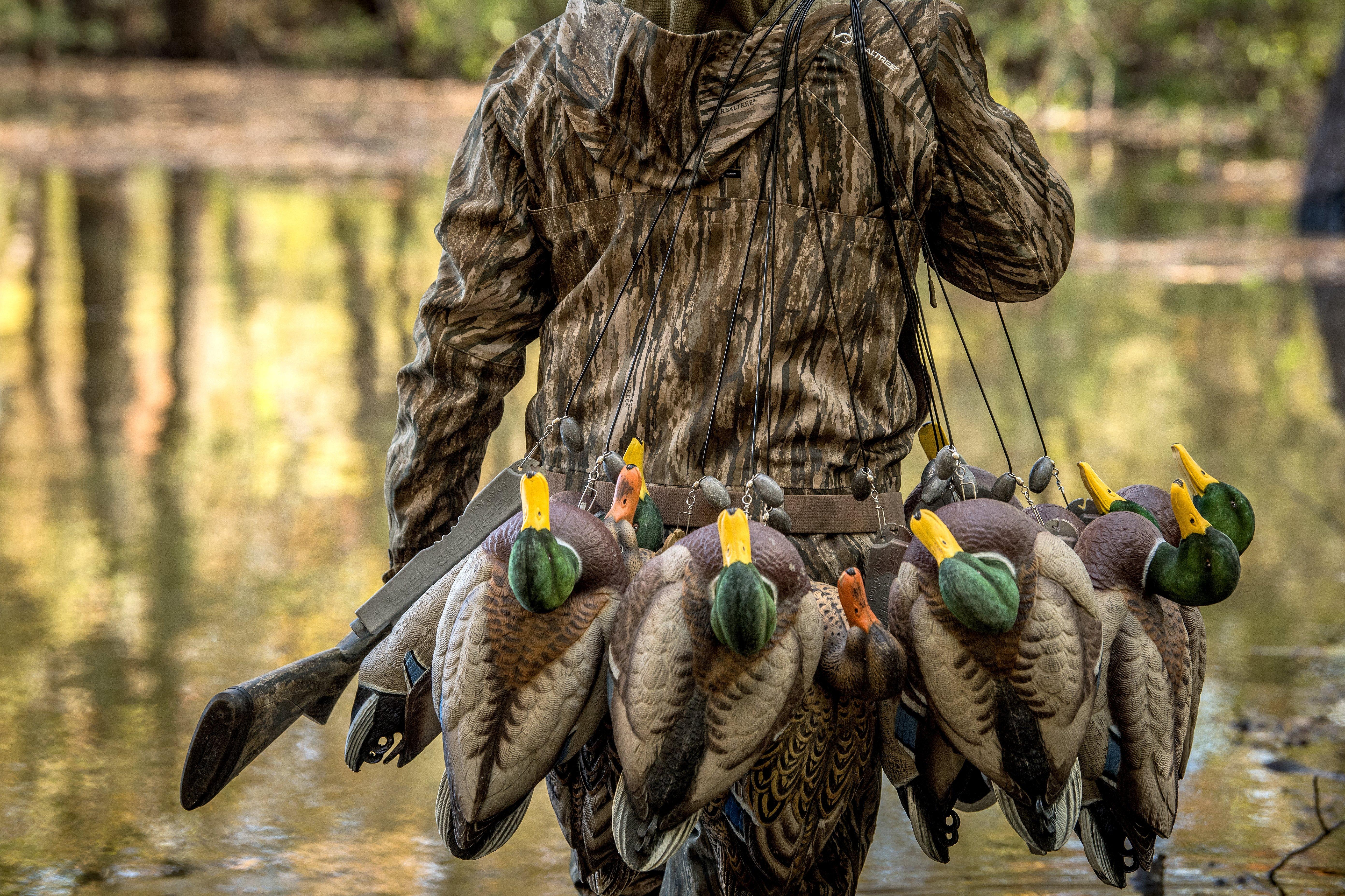 Image: duck_skills_2