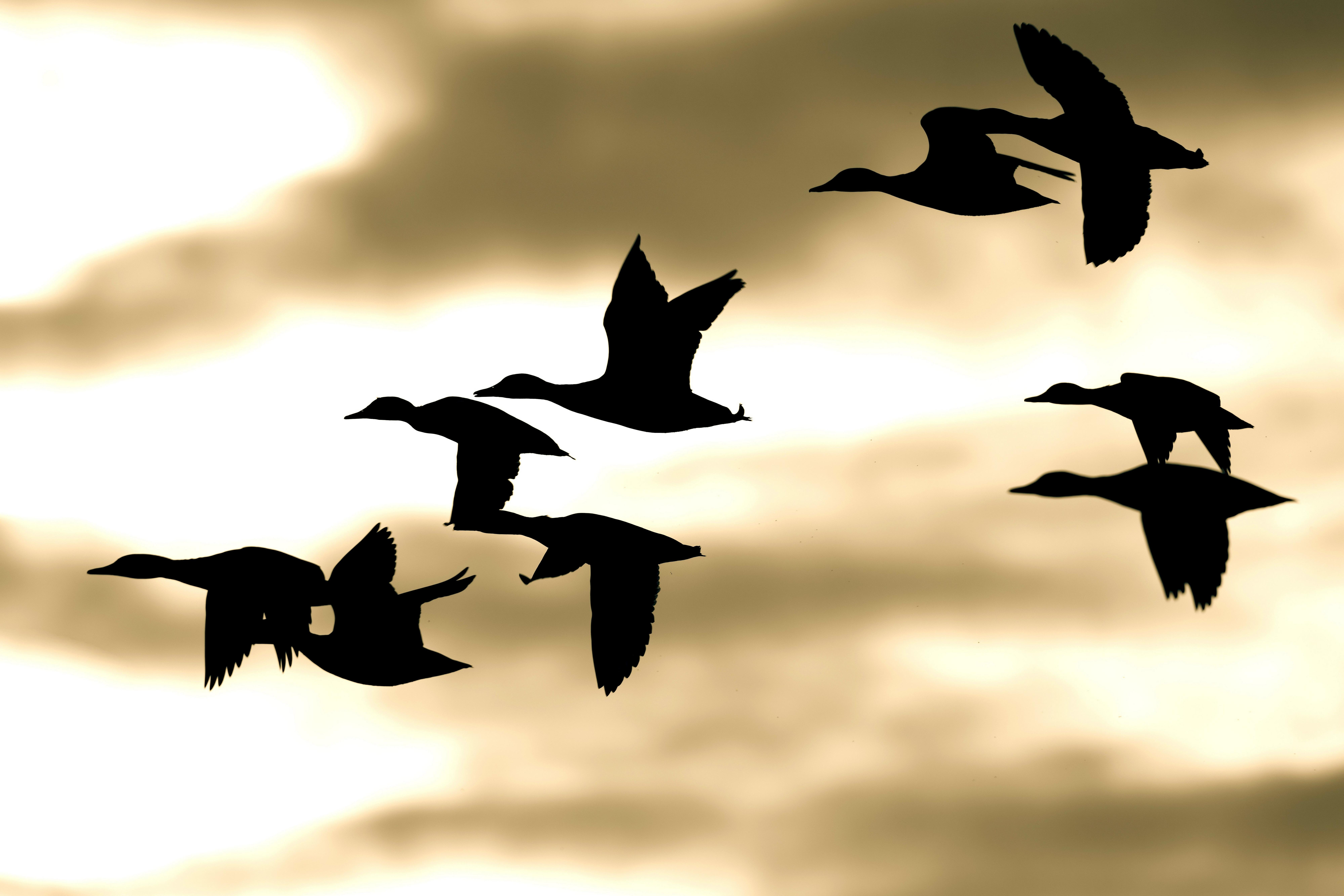 Image: duck_skills_3