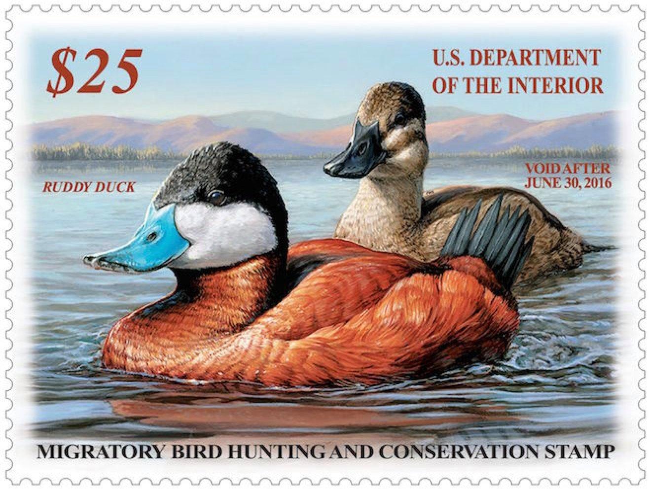 A drake and hen ruddy duck adorn the 2015-'16 federal duck stamp.