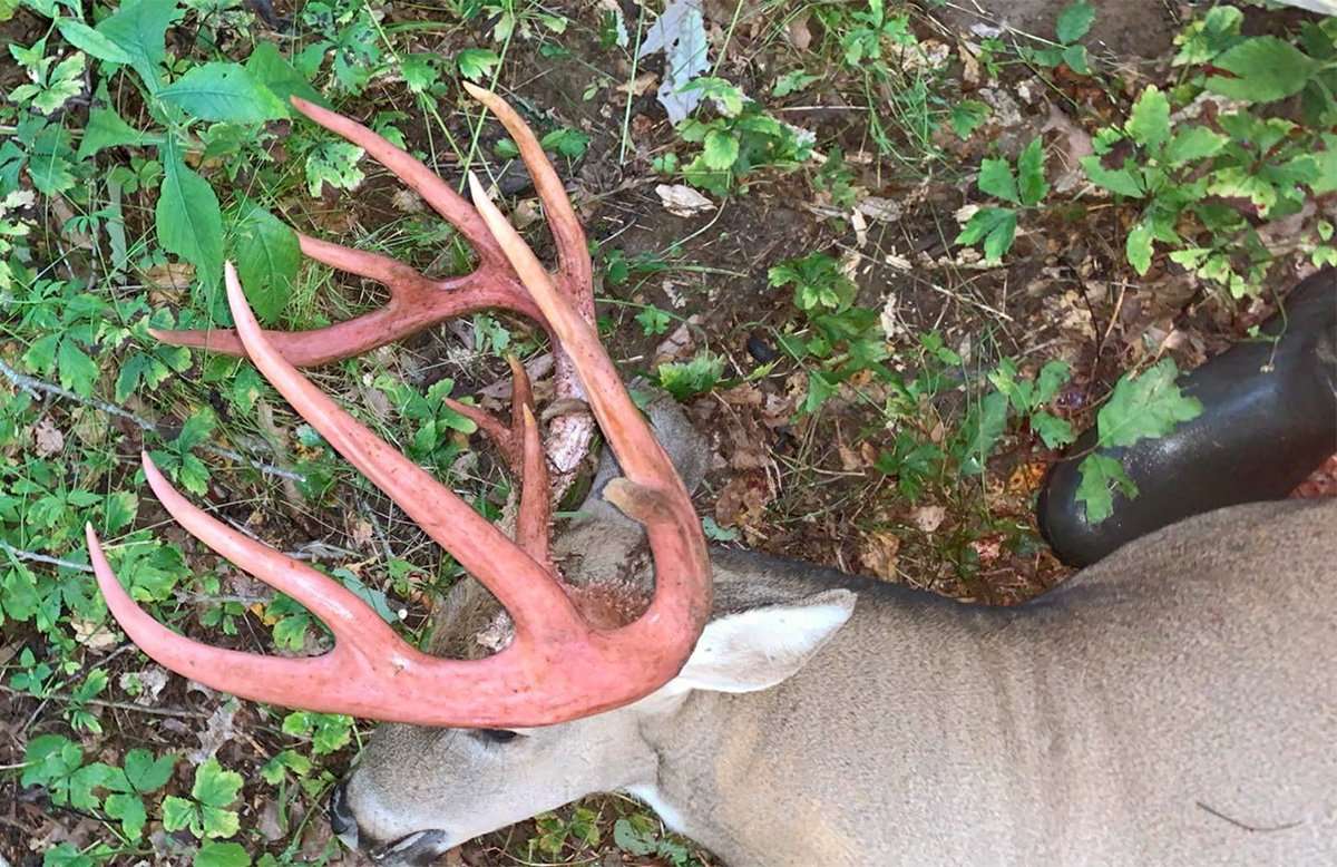 Fresh out of velvet, this buck's rack was still pinkish colored from the blood stain. (Photo courtesy of Dustin French)