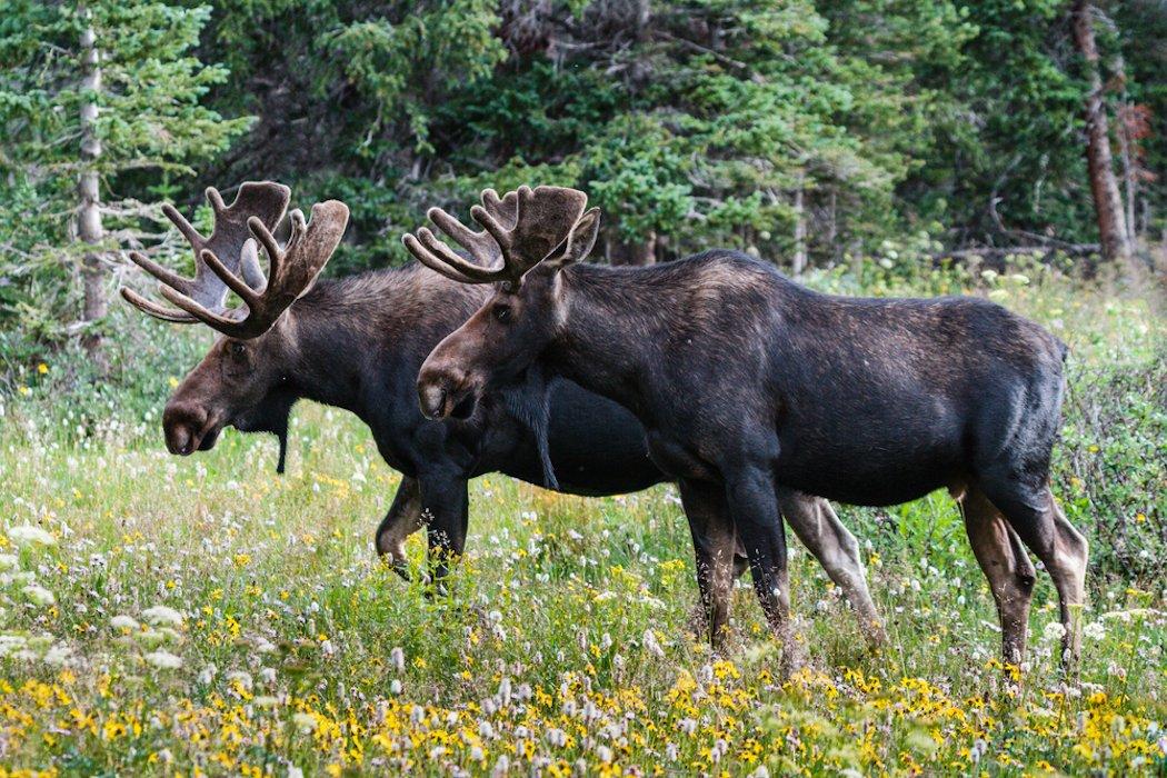 According to a recent National Park Service (NPS) news release, the wolves were trapped in Canada and released in the Isle Royale National Park in Michigan to control rising moose populations. (Shutterstock / Gray photo)