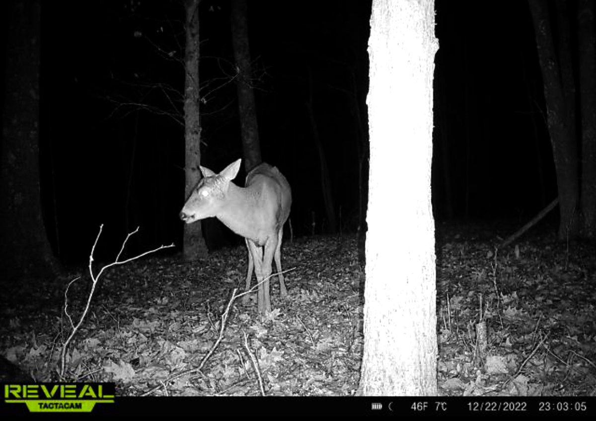 This is one of several bucks the author has on camera that shed early this season. Image by Josh Honeycutt