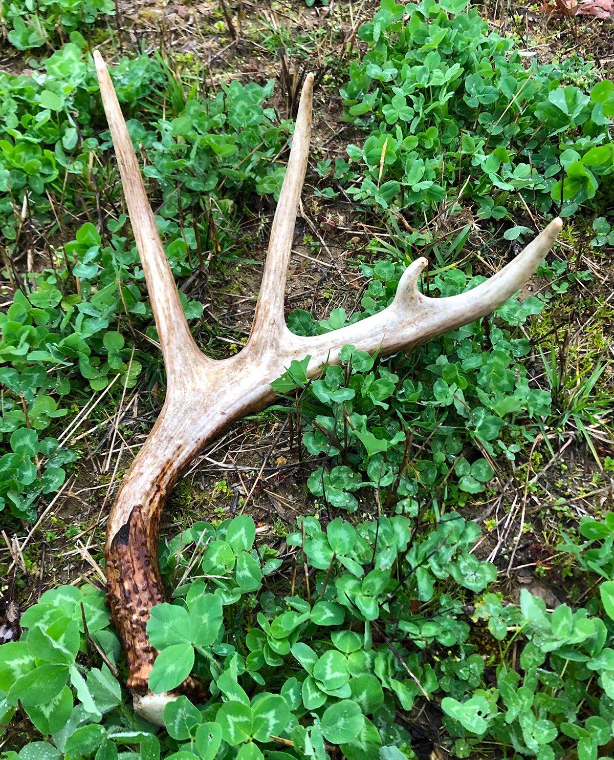 It's always fun to find a big shed, early or late. Image by Josh Honeycutt