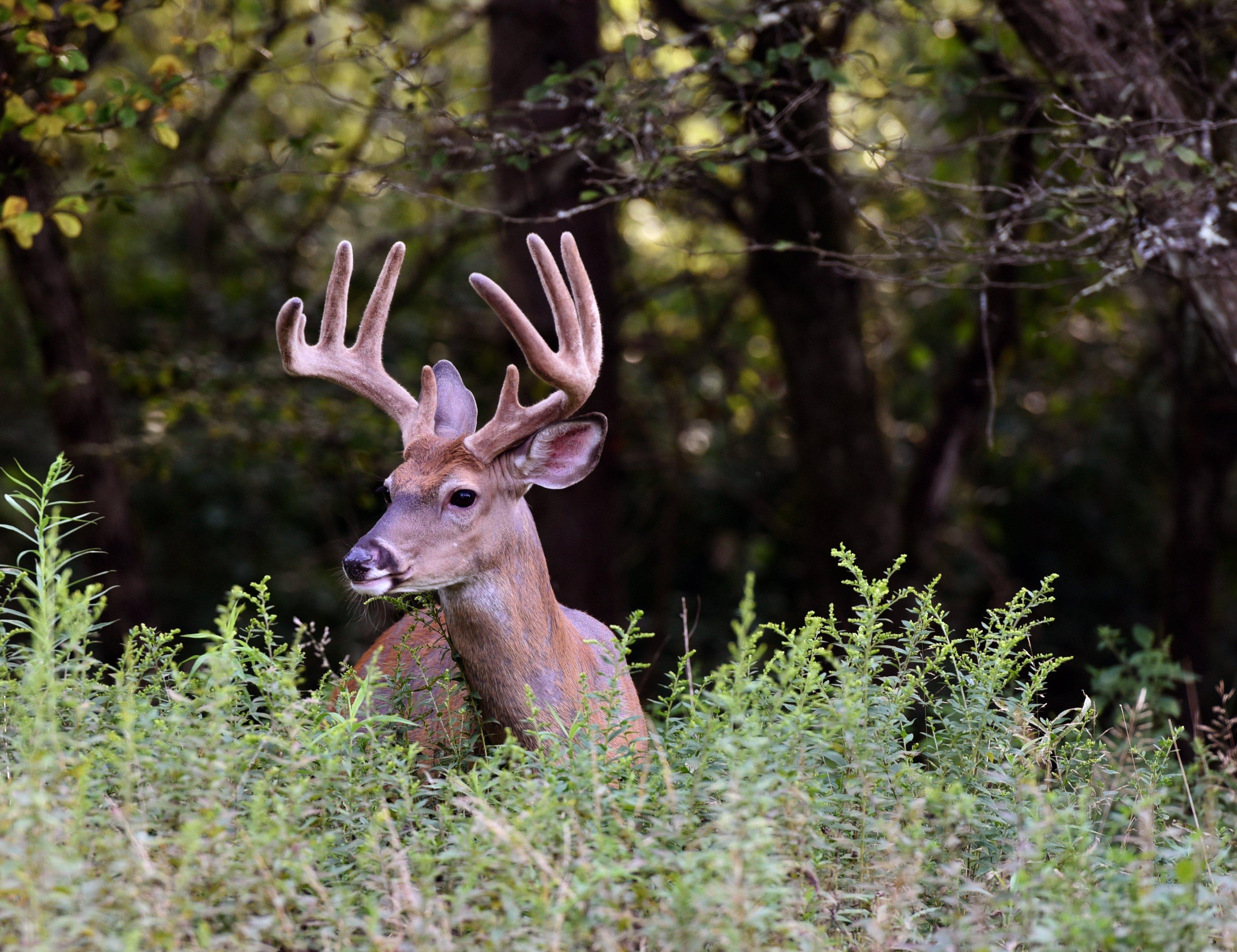 Image: early_deer_season_1