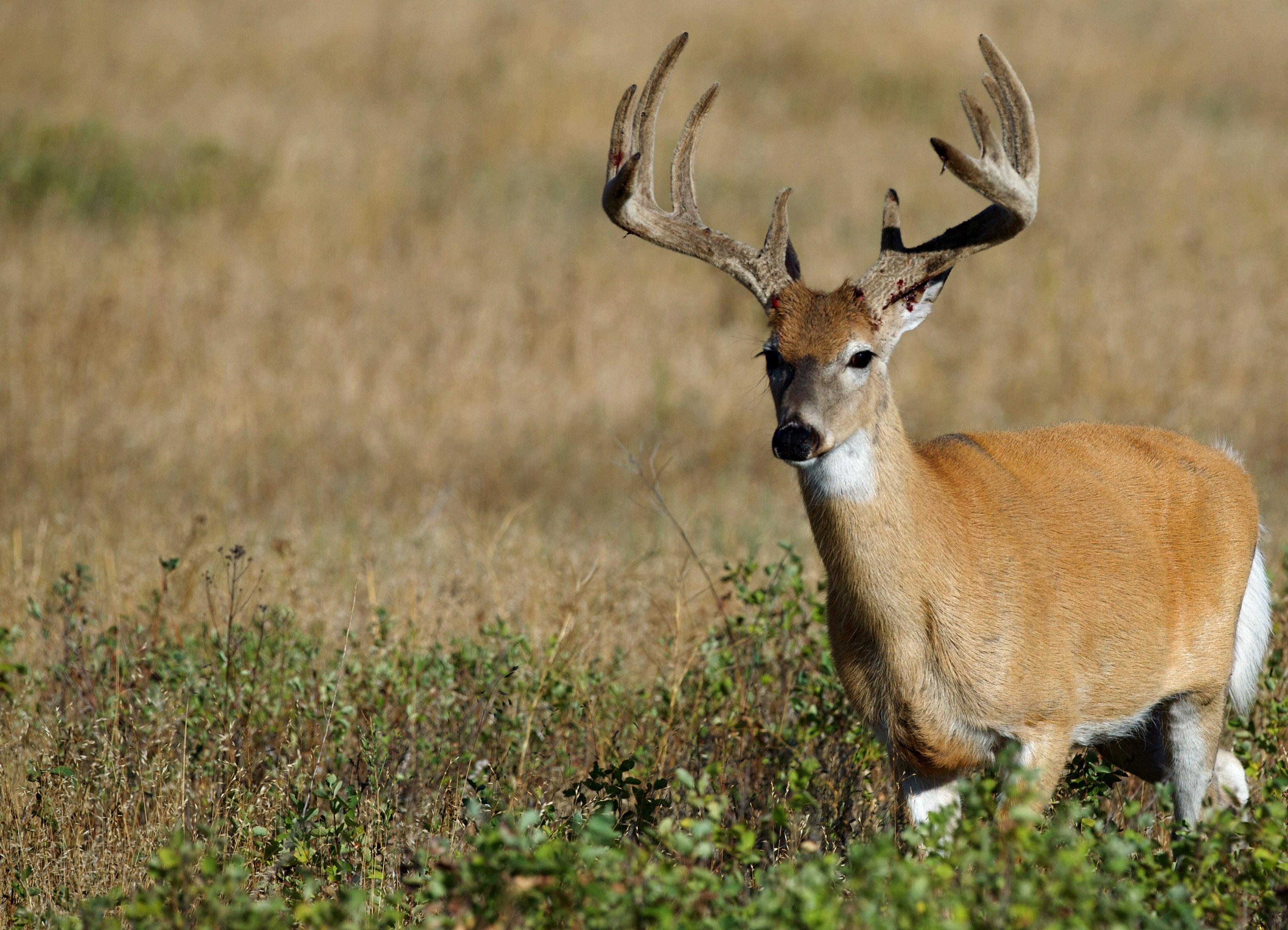 Image: early_deer_season_2