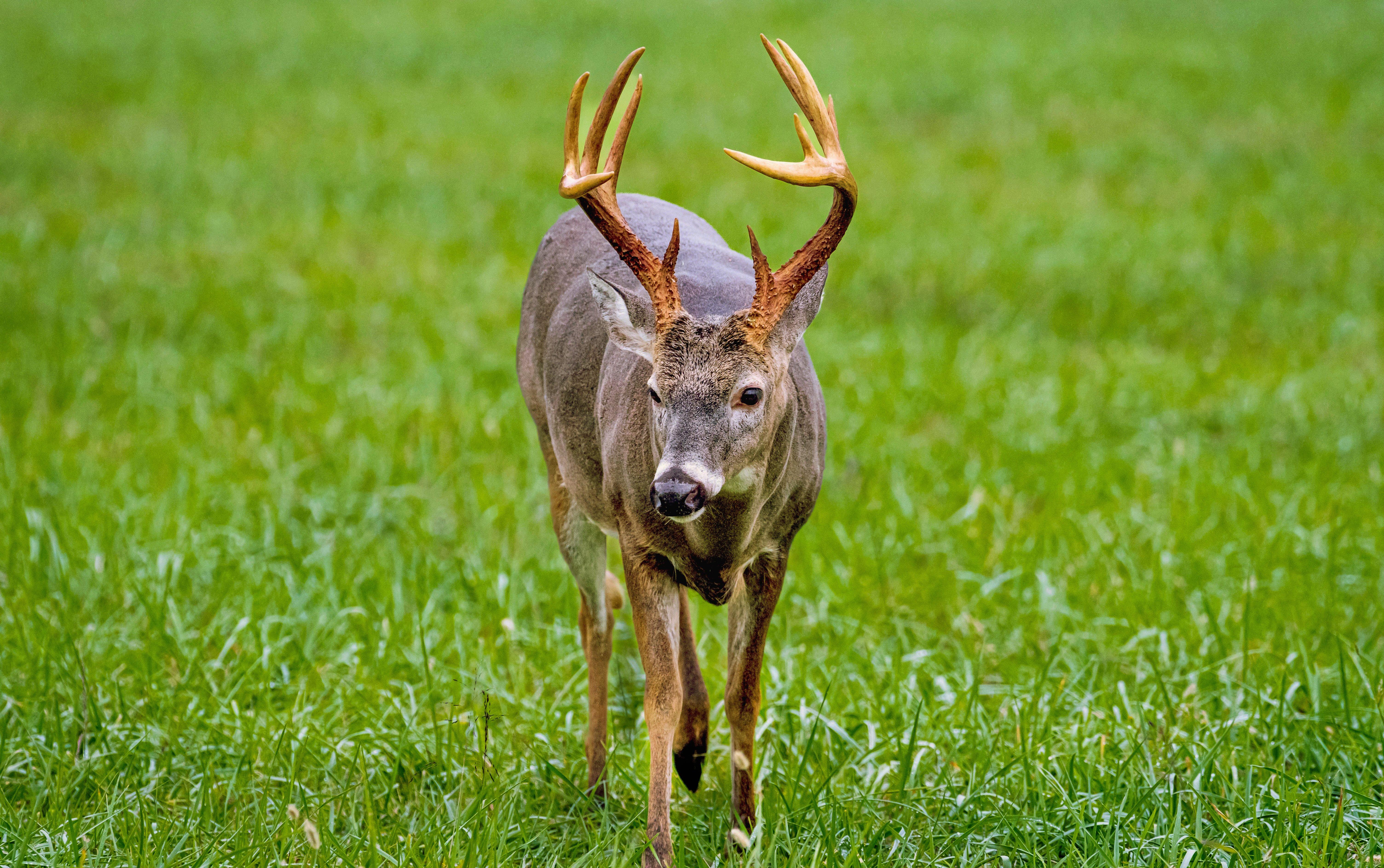 Image: early_deer_season_2_1