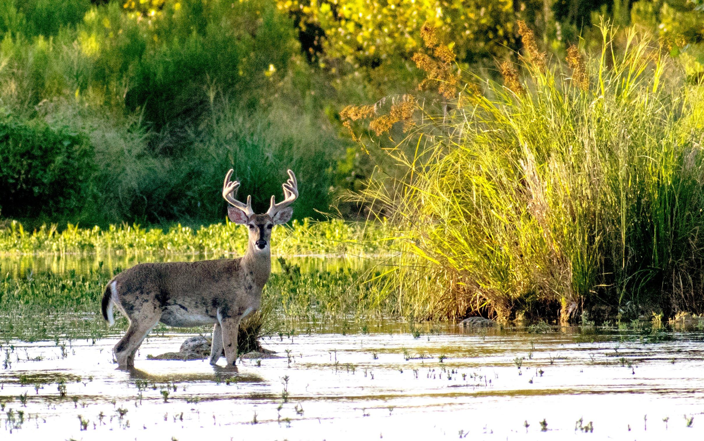 Image: early_deer_season_4_1