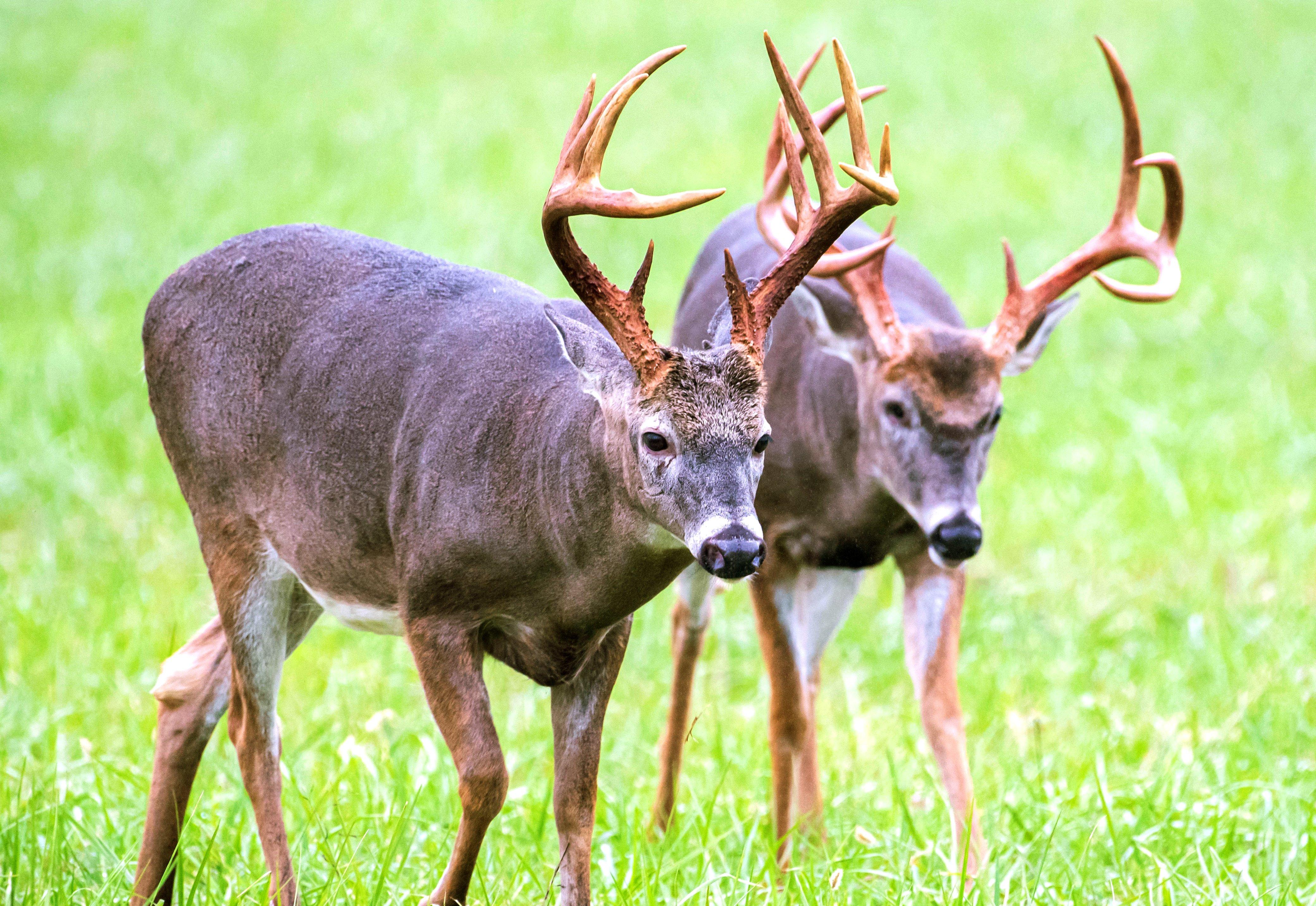 Image: early_season_bucks_2