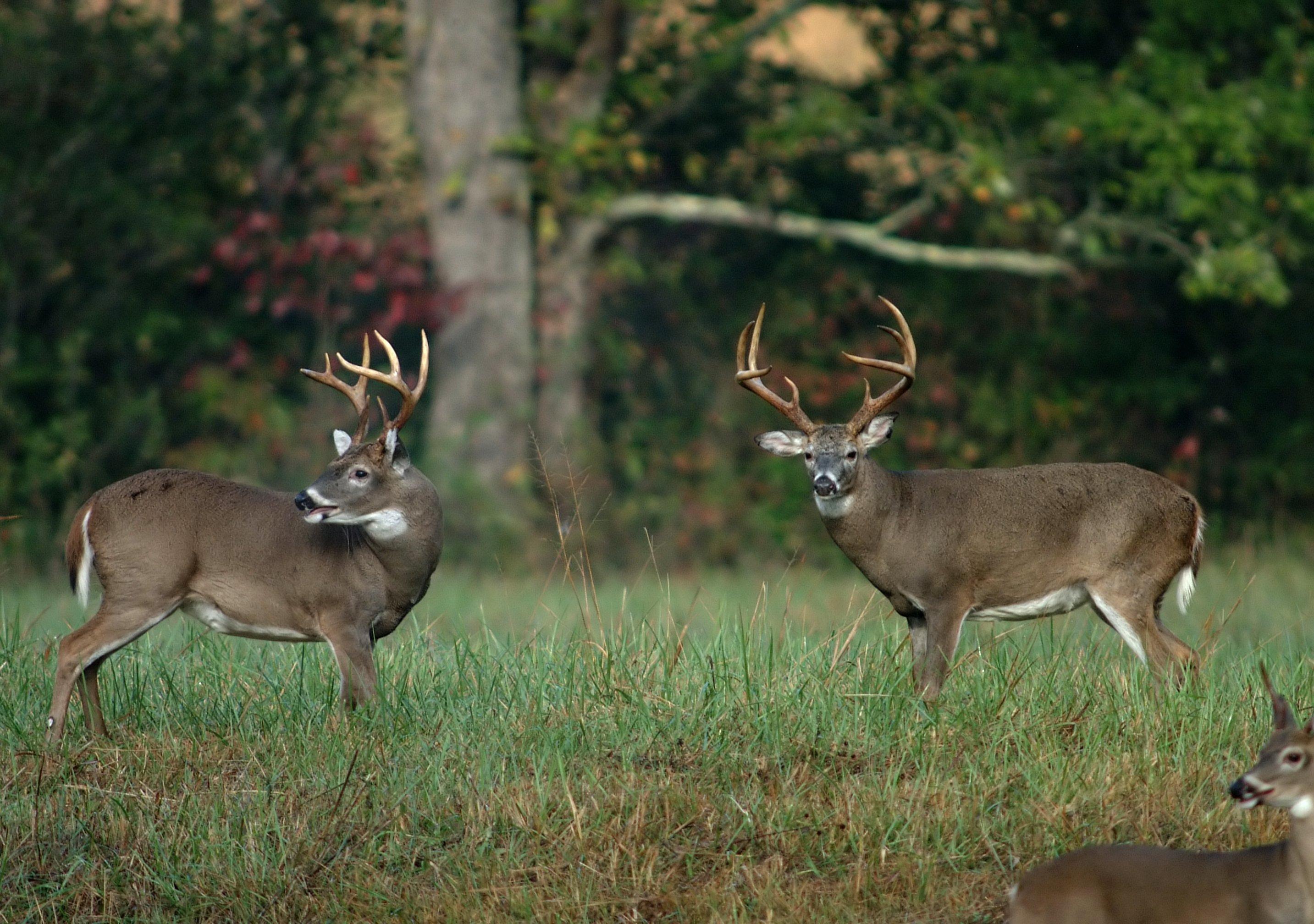 Image: early_season_bucks_5