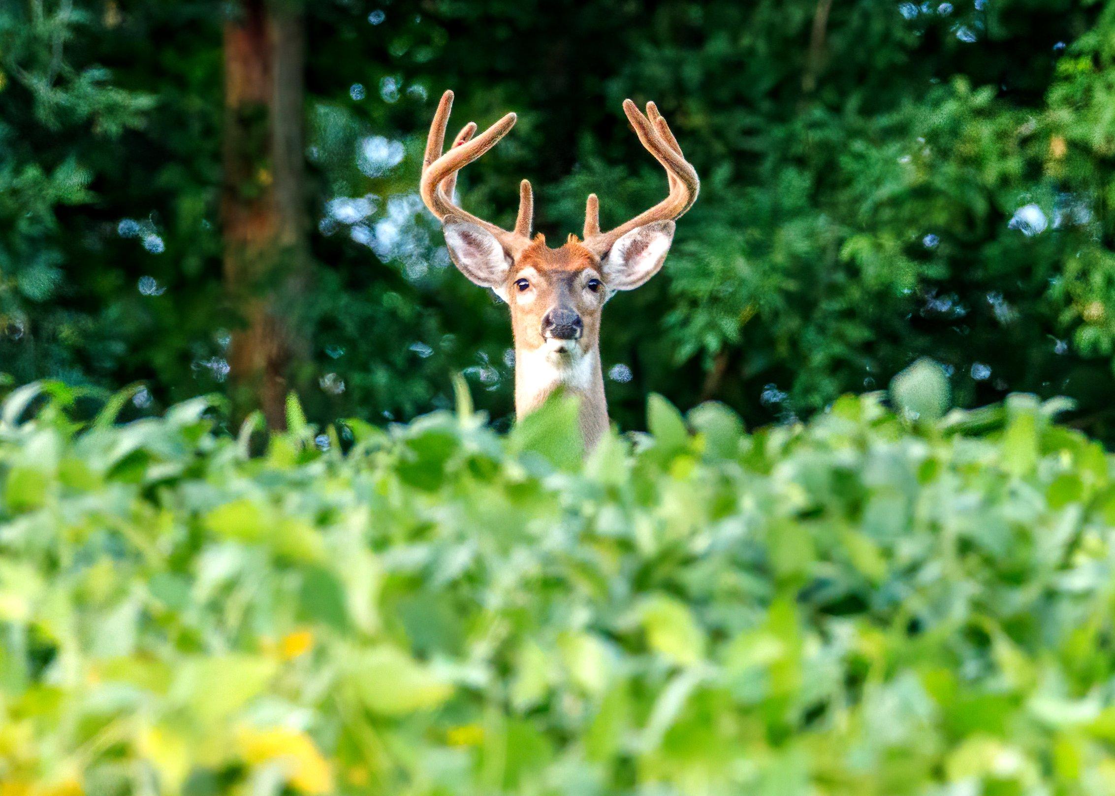 Image: early_season_deer
