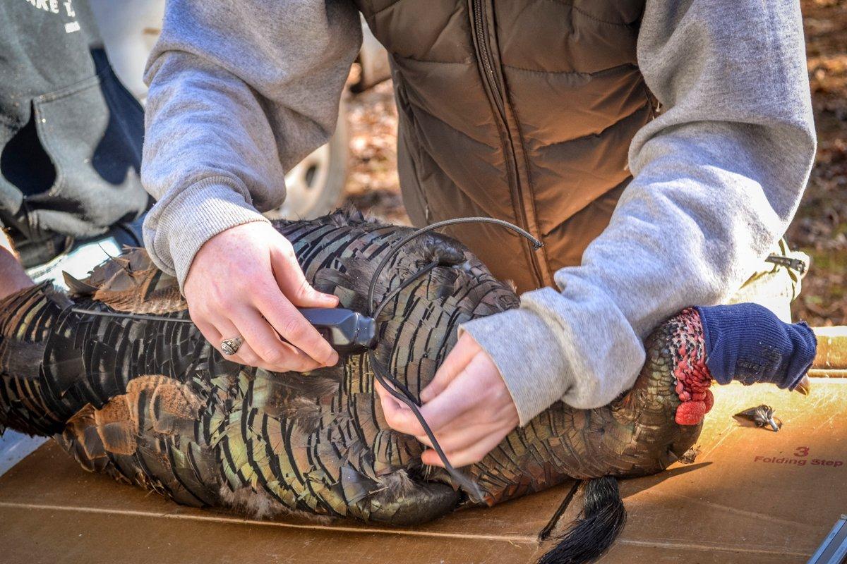 Gobblers outfitted with GPS units for research study. © Kaylee Pollander, University of Georgia courtesy photo