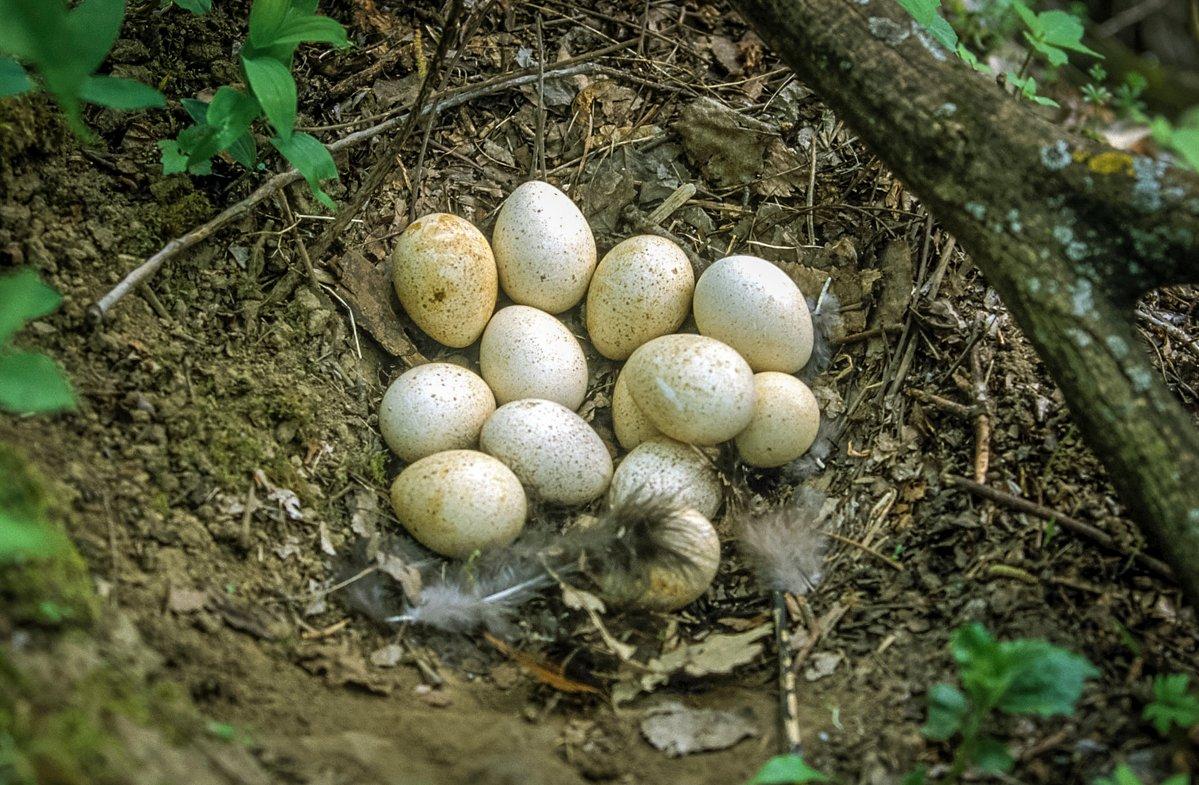 Early seasons put pressure on nesting hens. © NWTF courtesy photo