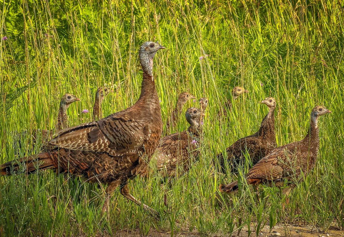 Are early openers negatively impacting poult recruitment? © Preston Cole/NWTF photo