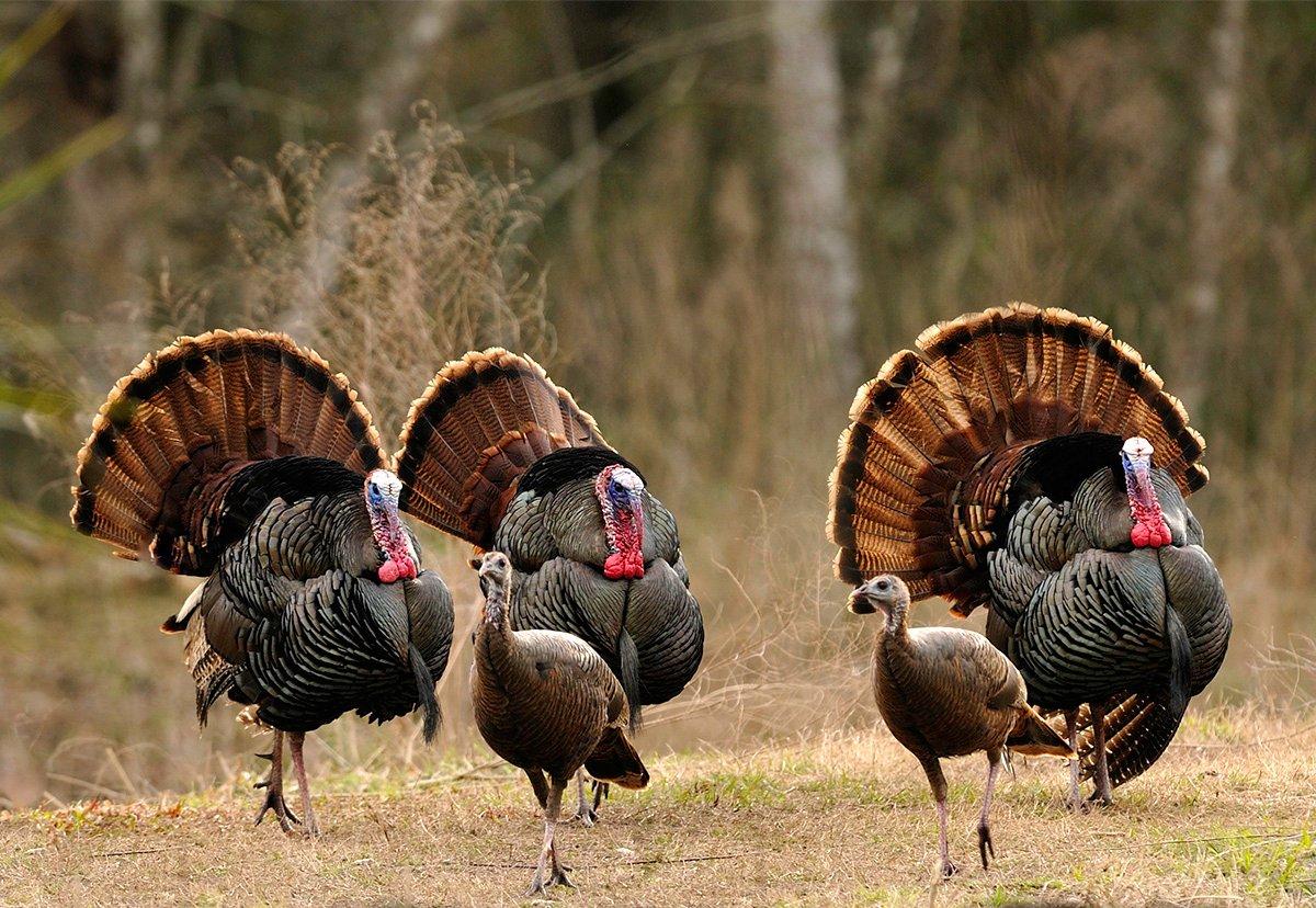 Many states with declining populations start hunting seasons early. © Tes Randle Jolly photo