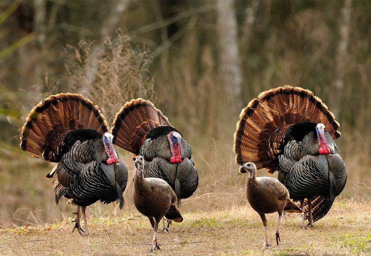 Upland birds are in decline in Ohio, a state effort looks to improve wild  habitats