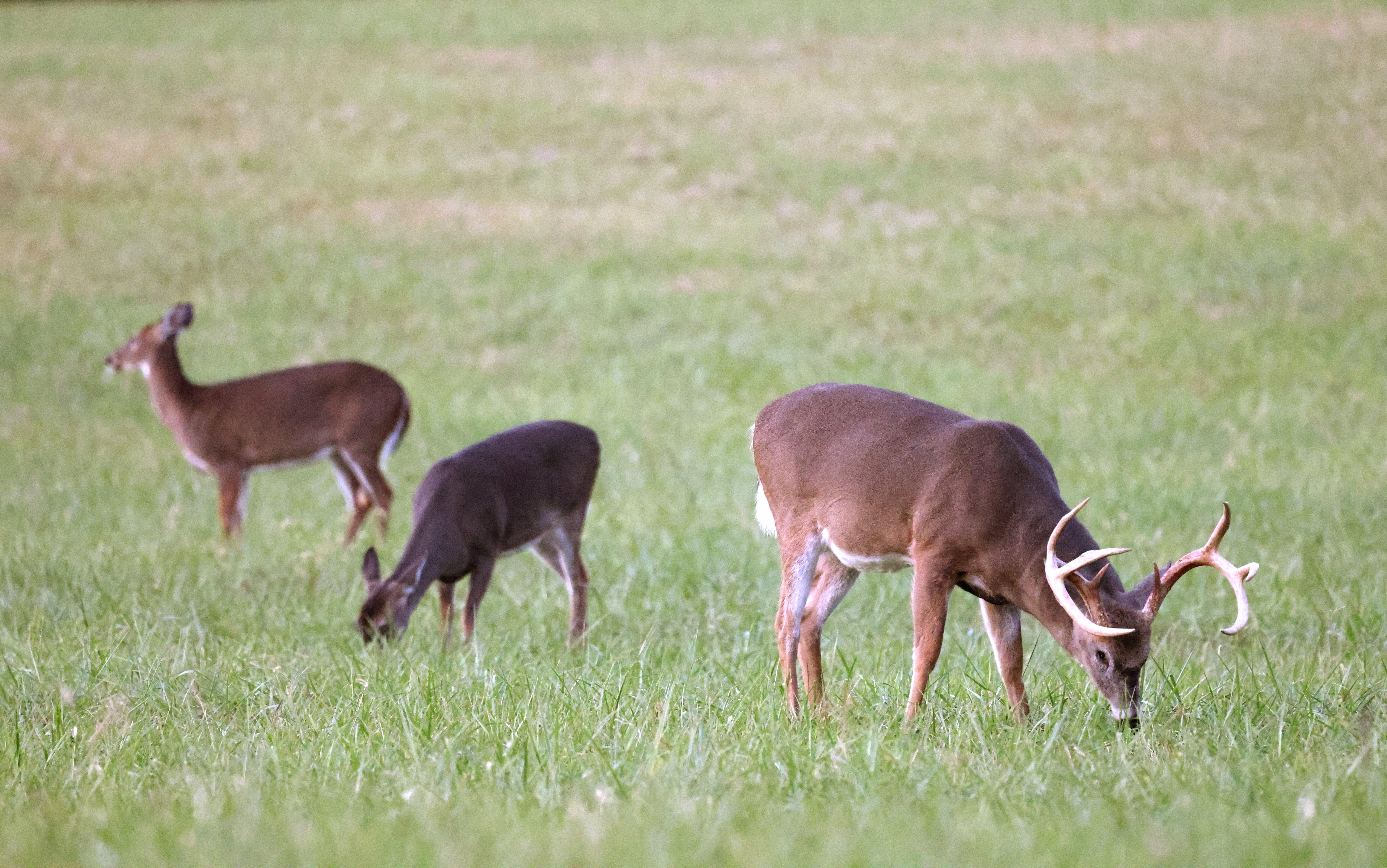 Back in the old days of Wisconsin EAB, if you hadn't filled an antlerless tag, you would've had to shoot one of these does before shooting the buck. Image by Honeycutt Creative