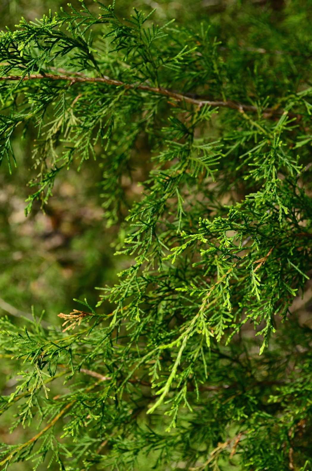 Eastern Red Cedar 