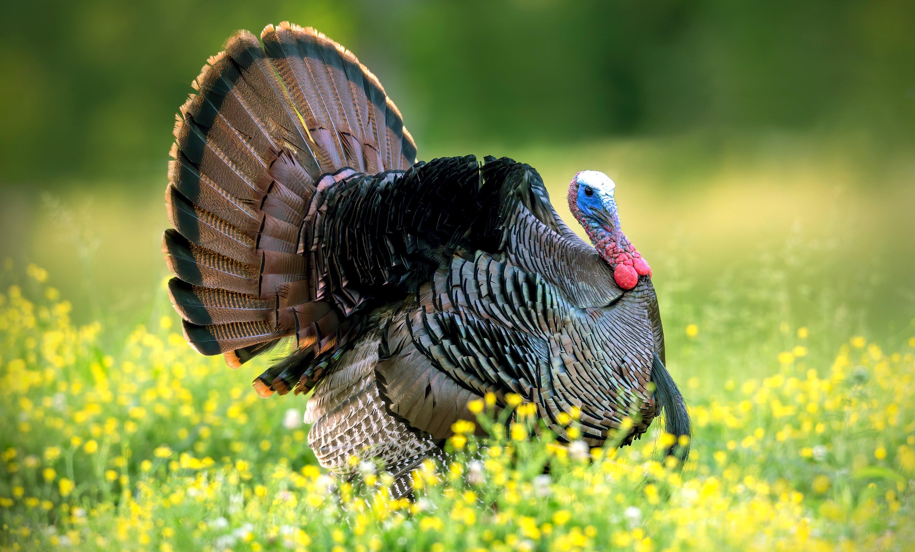 Turkey Hunting in Arkansas Realtree Camo