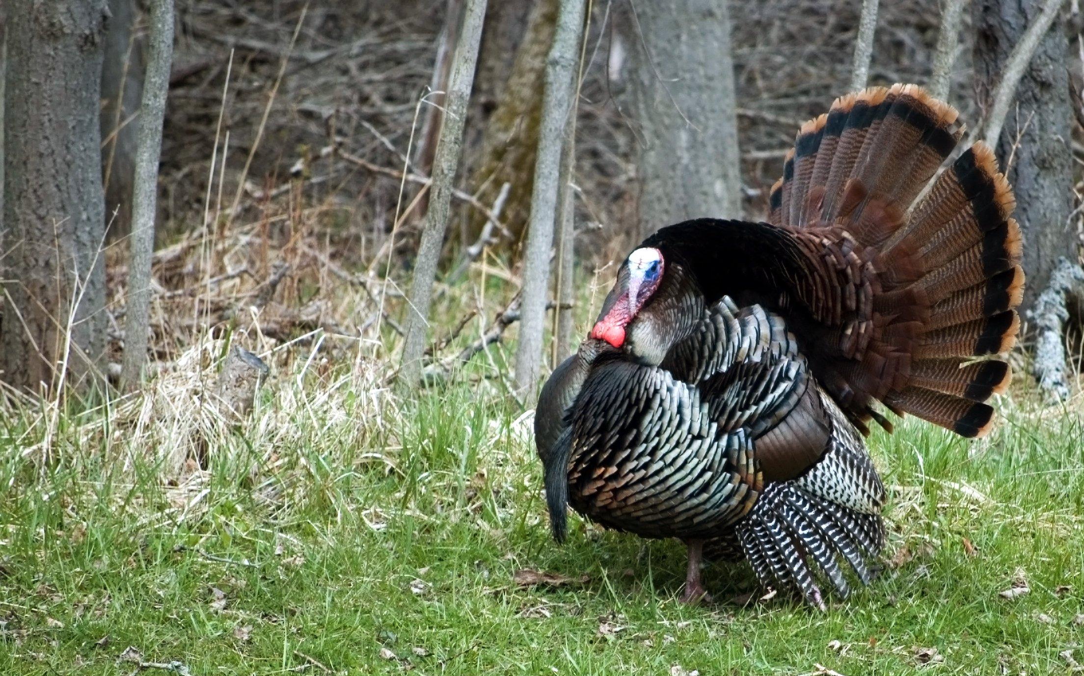 Turkey Hunting in Tennessee Realtree Camo