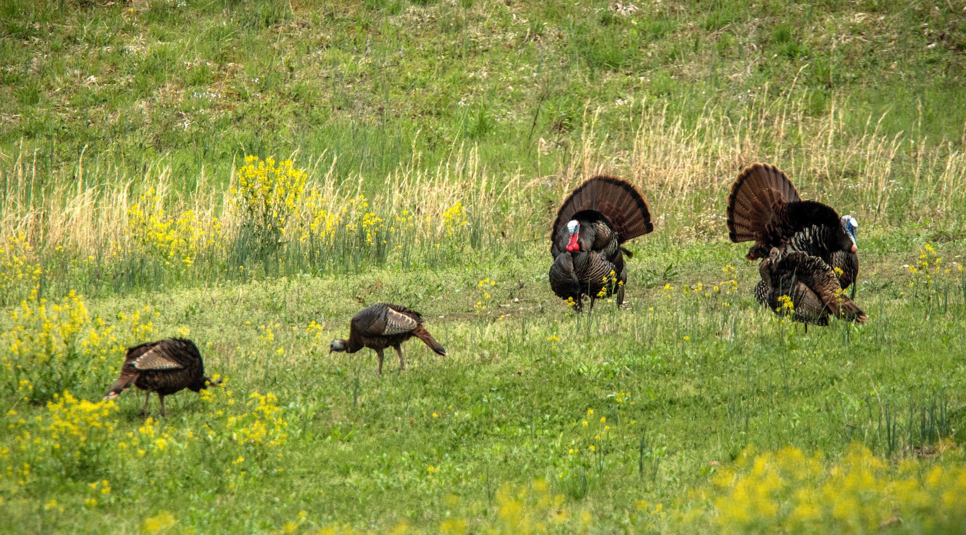 Turkey Hunting in Realtree Camo