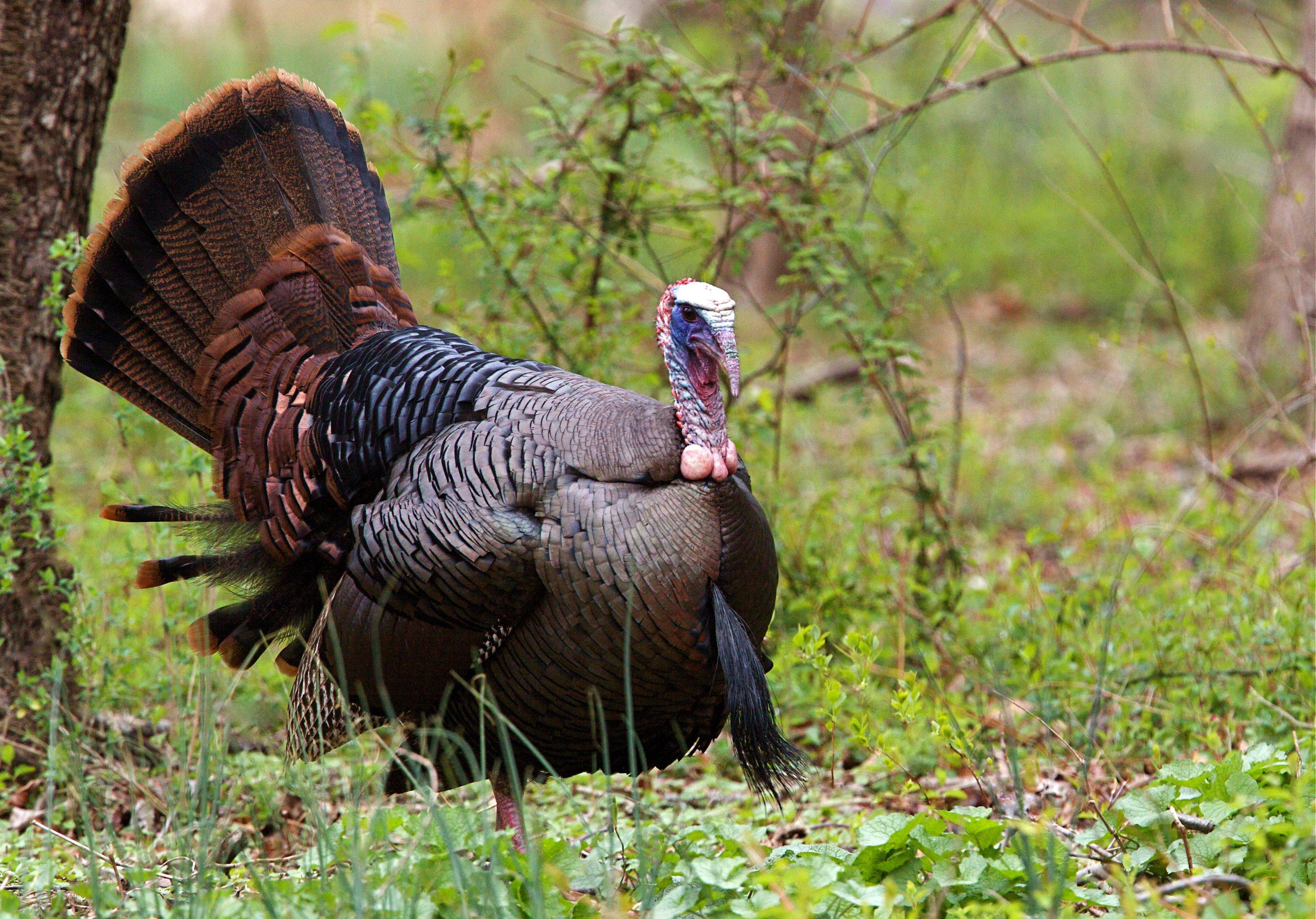 Turkey Hunting in Louisiana Realtree Camo