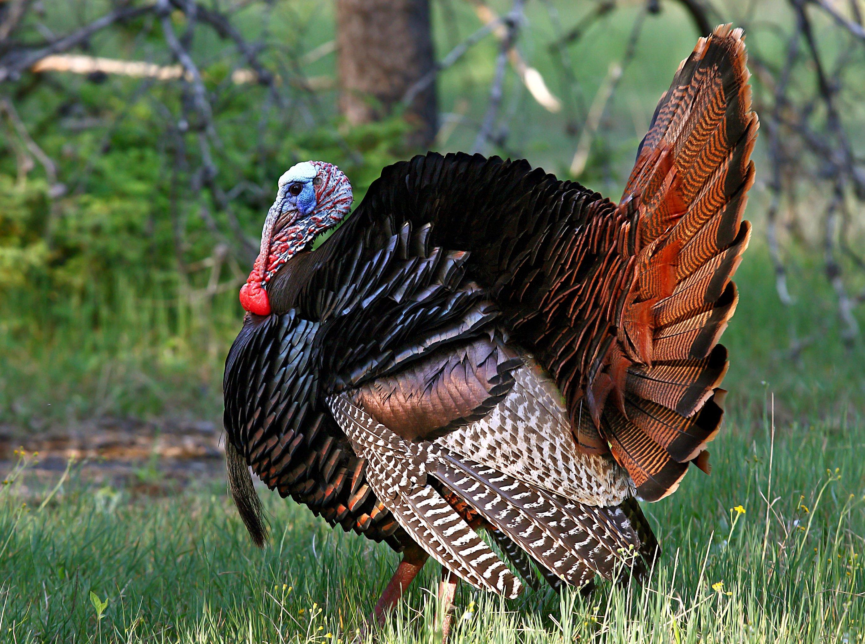 10 Old-School Turkey Hunting Tips - Realtree Camo