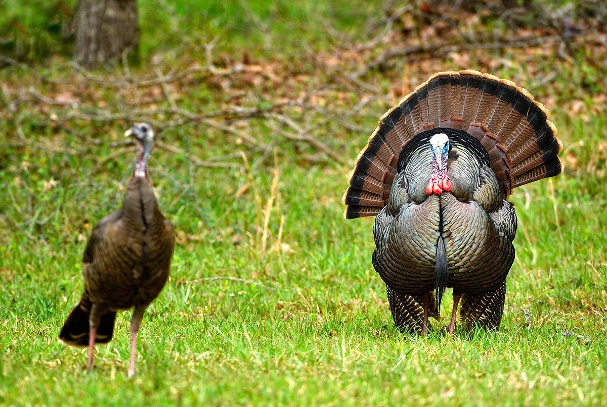 He came my way, but he was following three hens rather than my calls. © Tes Randle Jolly photo