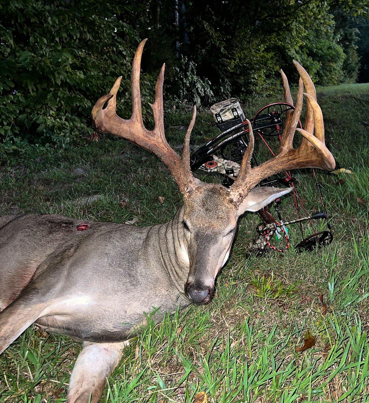 Harlow was surprised to see the buck return while shedding his velvet.