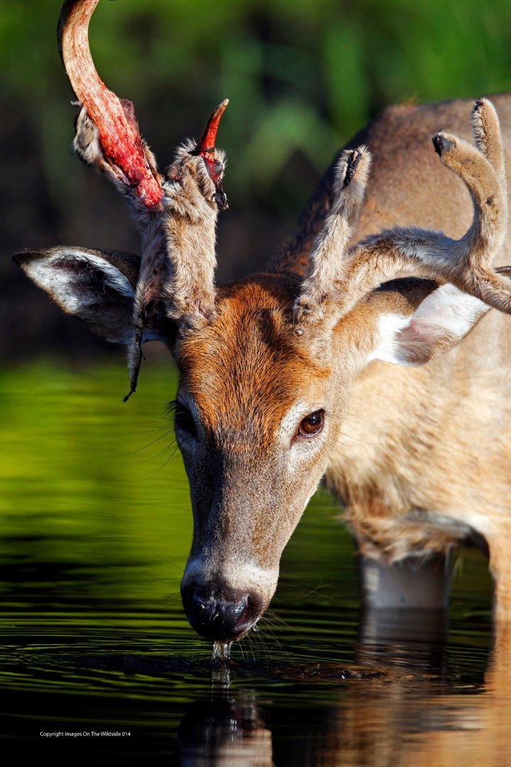 Buck shedding velvet