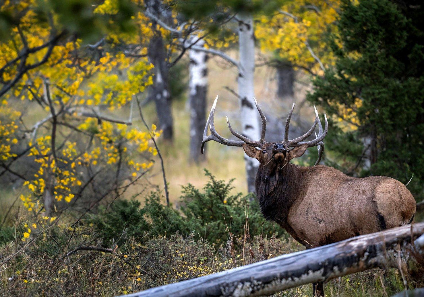 Image: elk_archery_tips_1