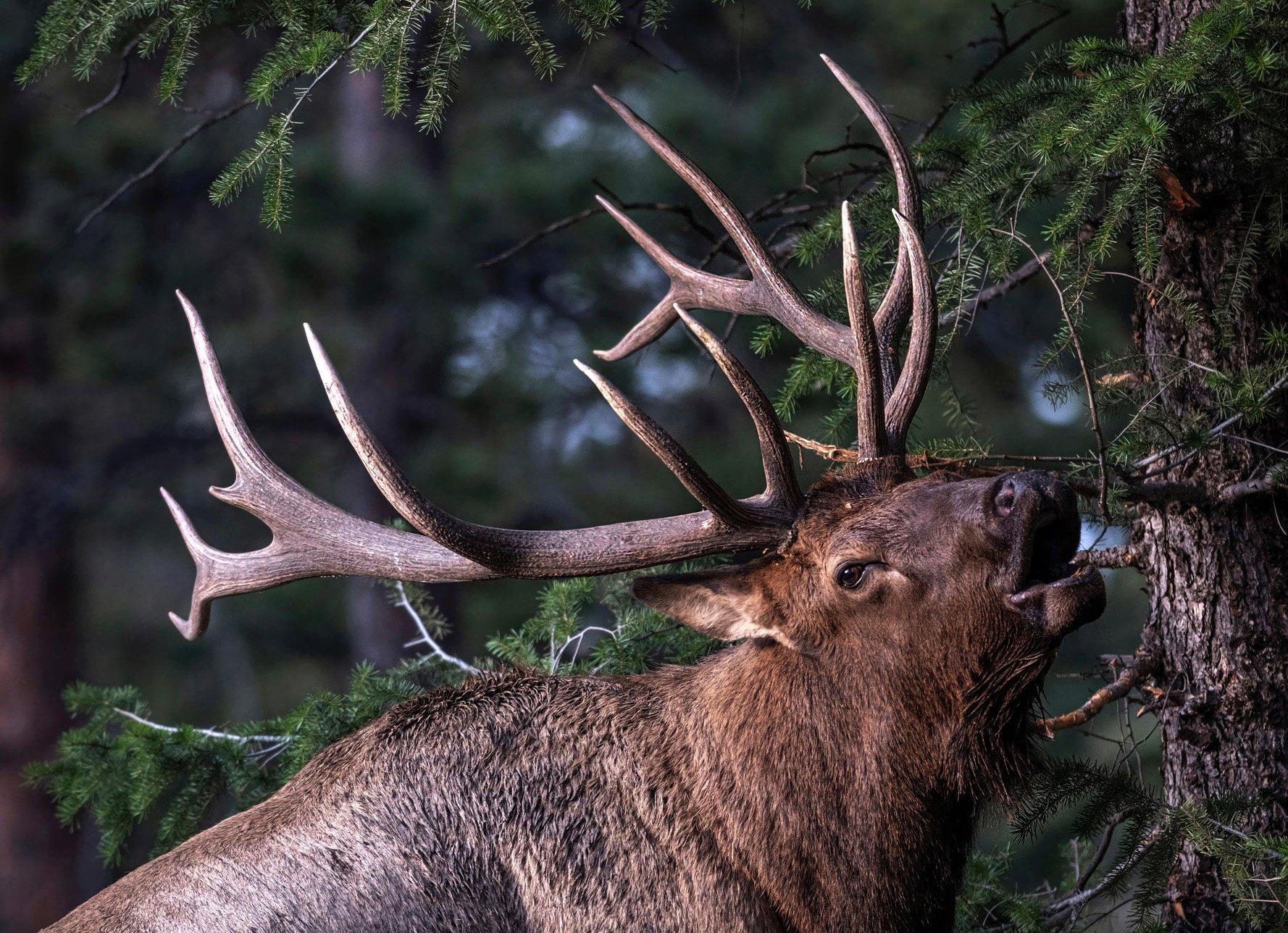 Image: elk_archery_tips_2