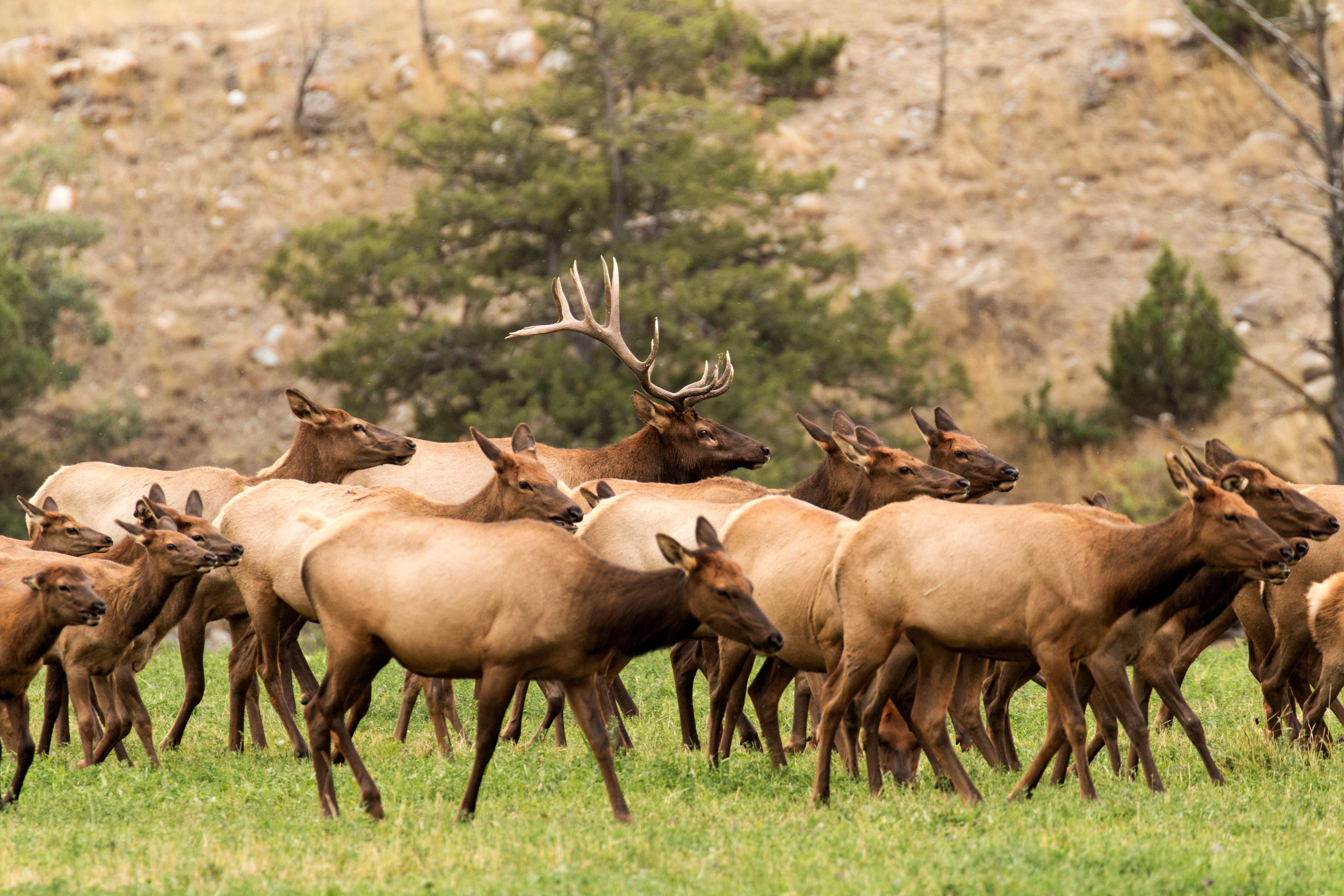 Image: elk_herd_montana
