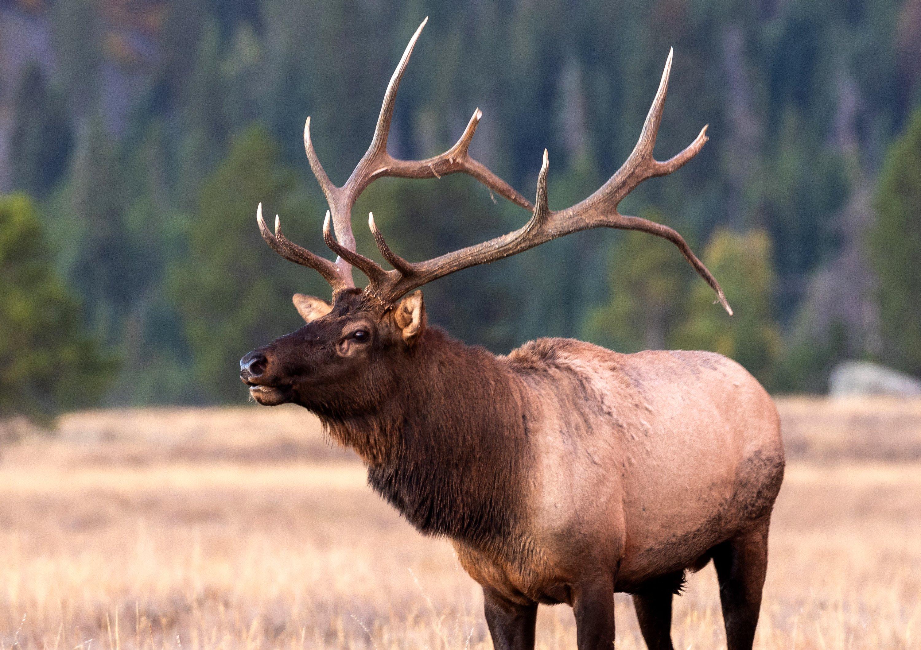 Image: elk_reduction