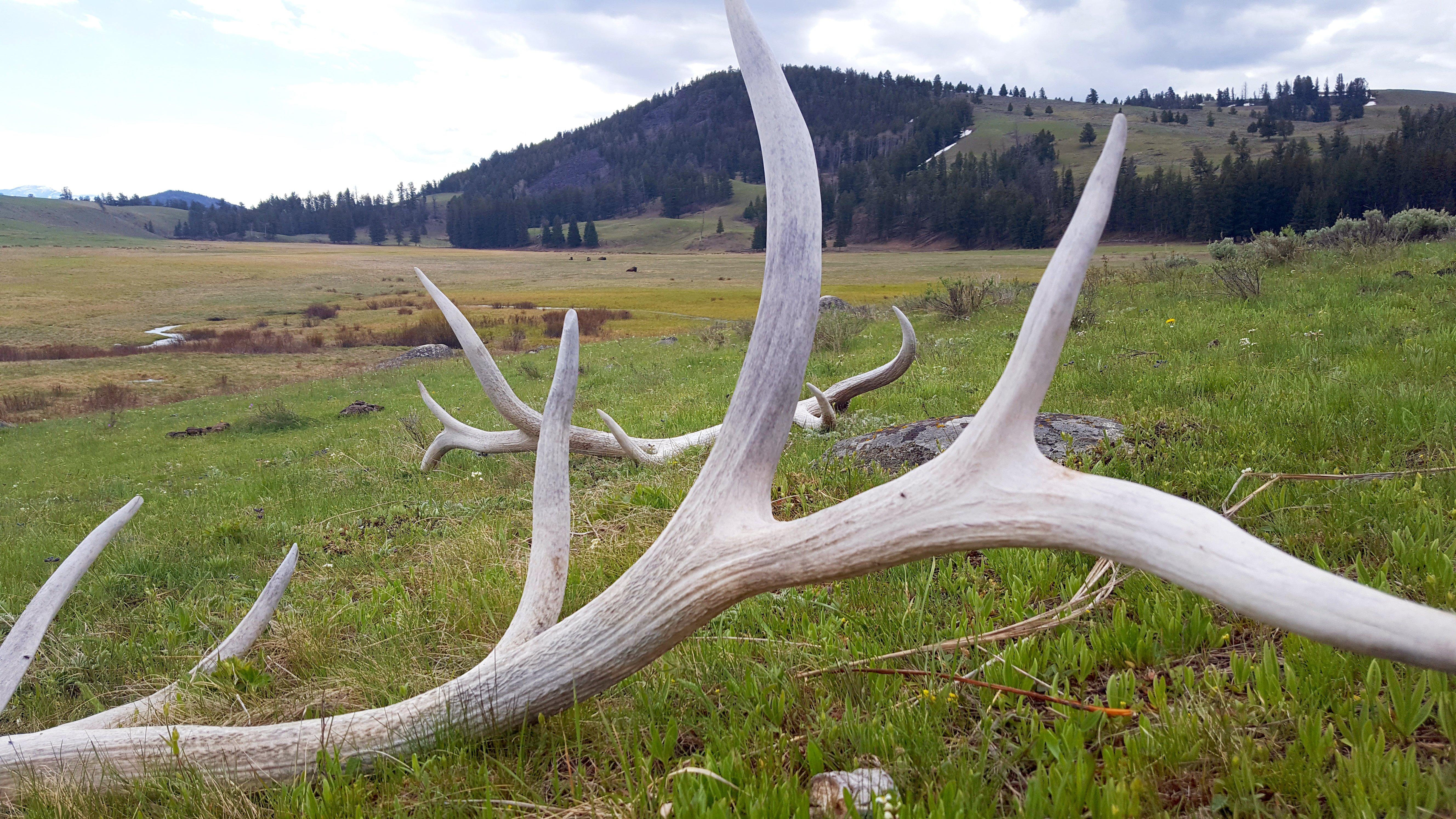 Image: elk_shed_helicopter