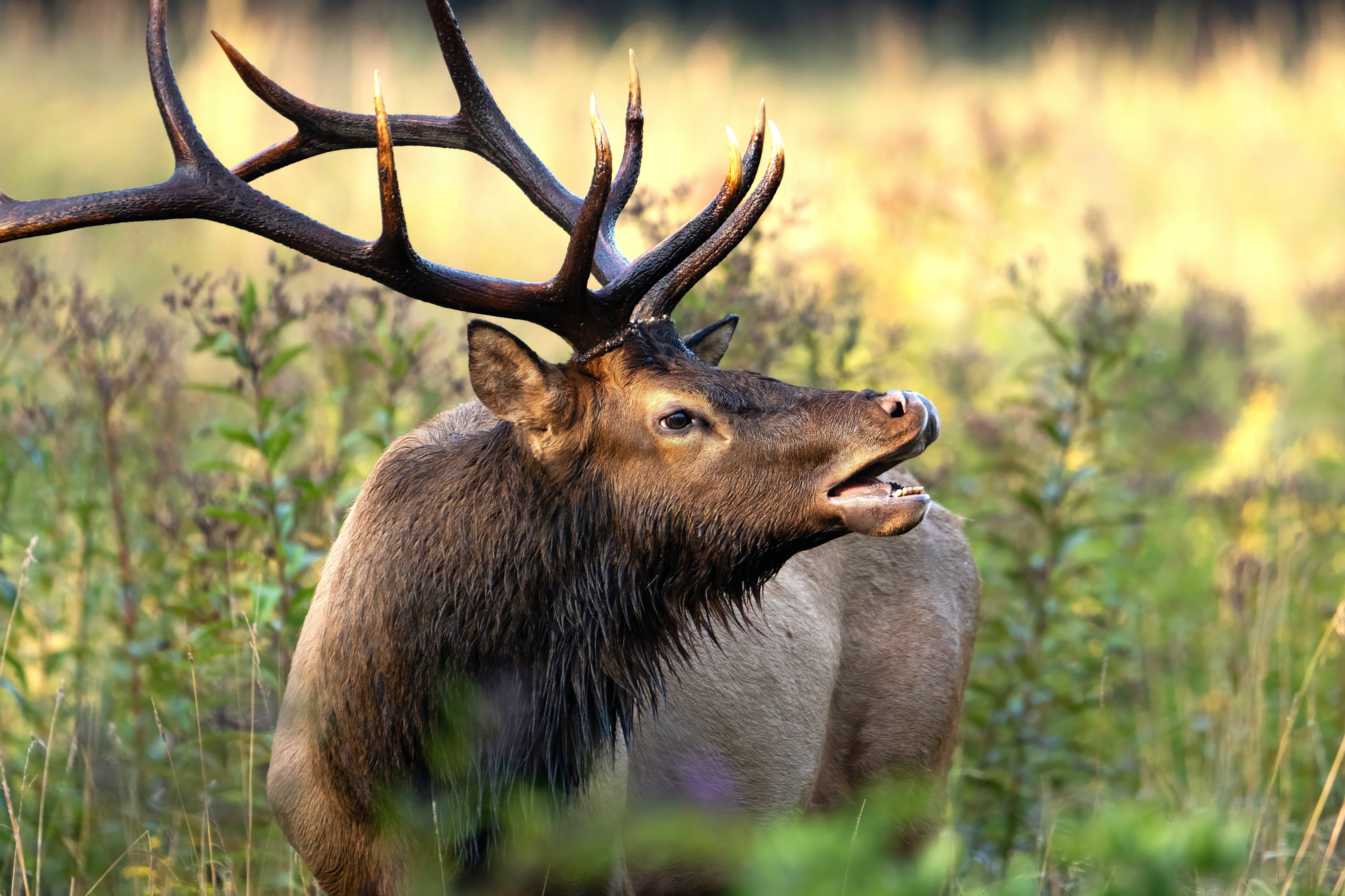 Image: elk_tag_sheriff