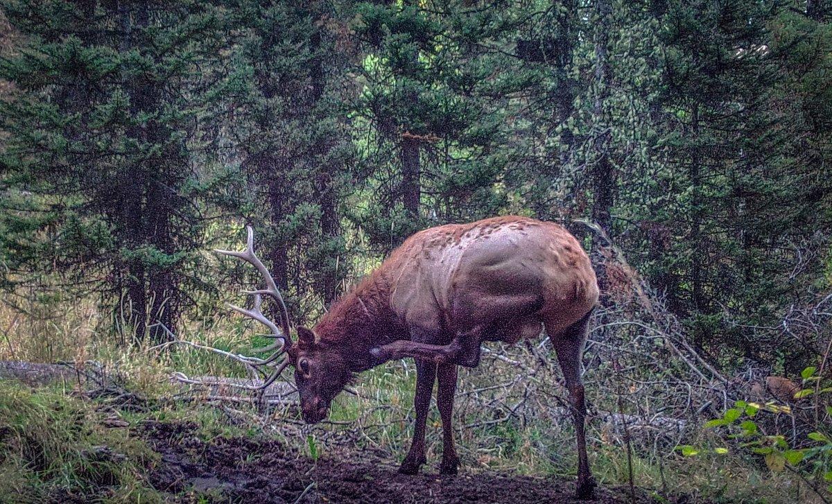 Borrowing whitetail tactics can yield valuable results in the elk woods, especially if you can peg locations elk frequent regularly like this wallow the author annually hunts on hot afternoons. (Darron McDougal photo)