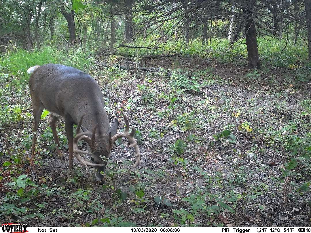 Hale scouted a lot in hopes of devising a plan to target this deer. It finally came together. Image by Eric Hale