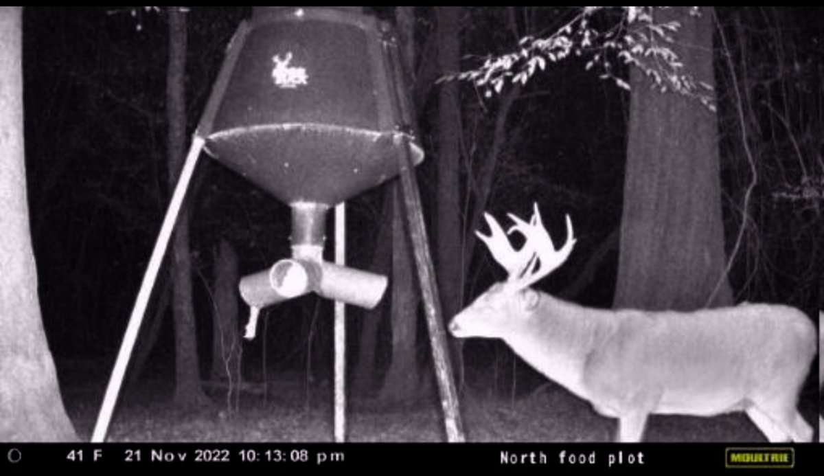 The buck was a nocturnal regular on Mcginty's trail cameras.