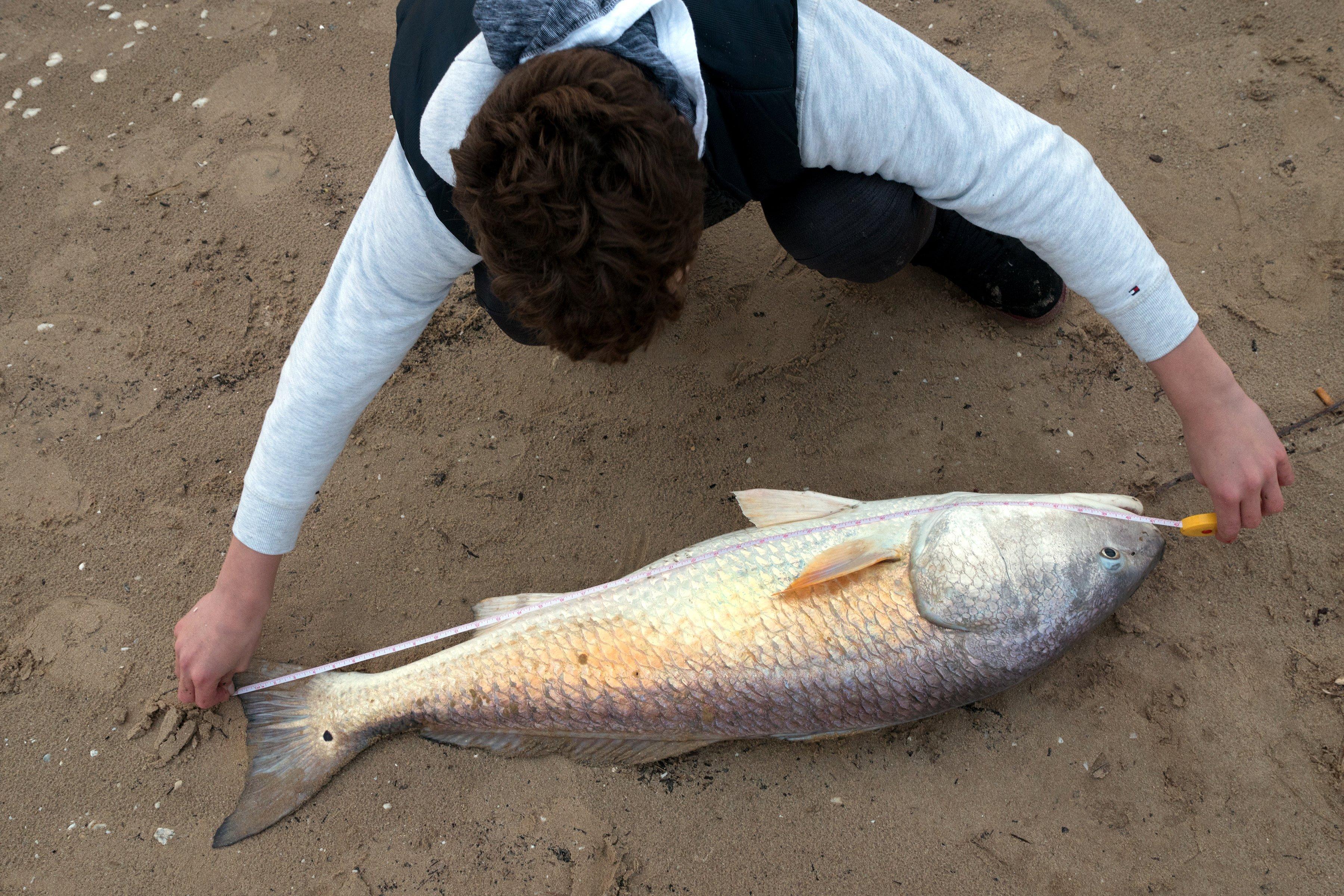 Image: fall_redfish_1