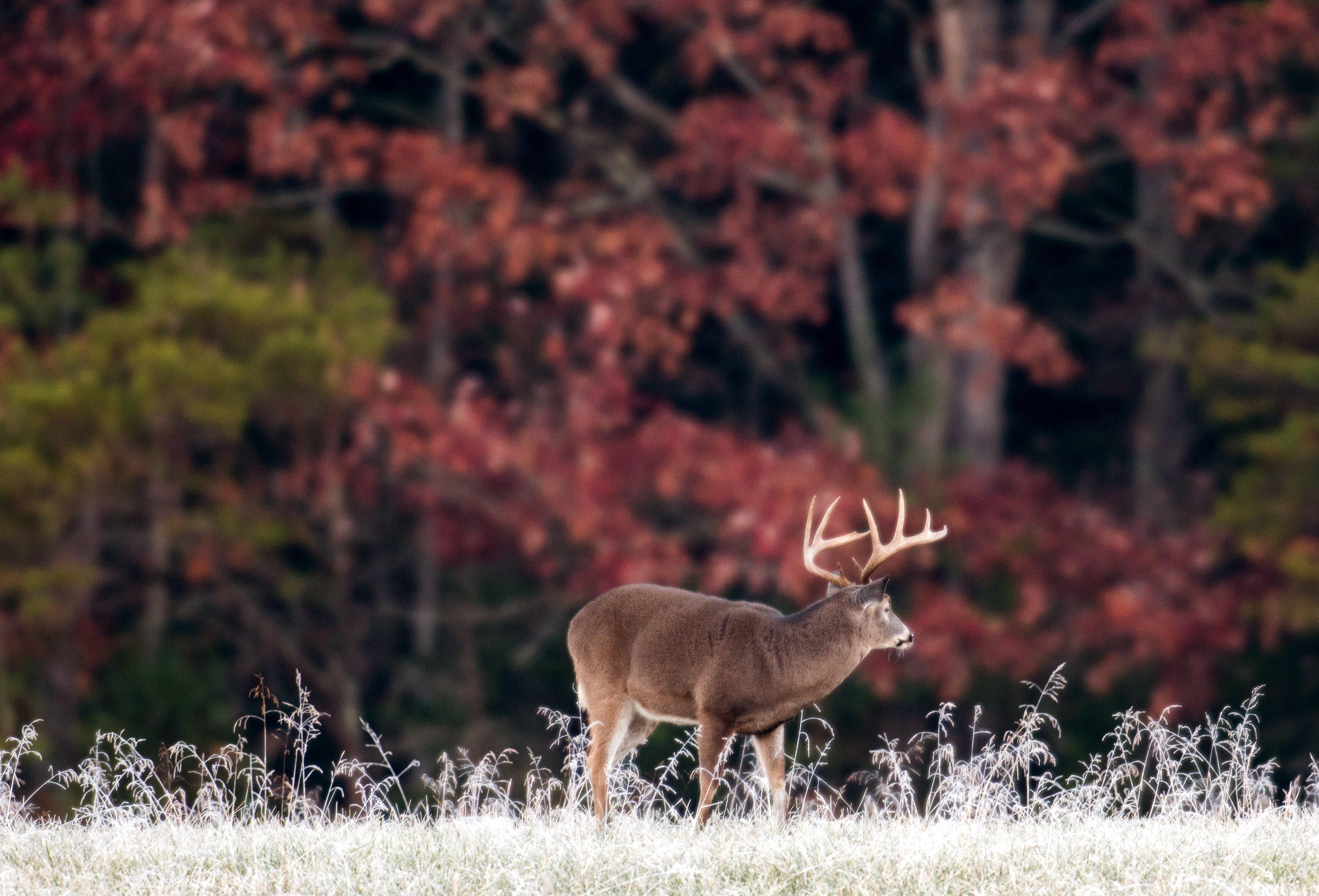 Image: fall_whitetail_buck