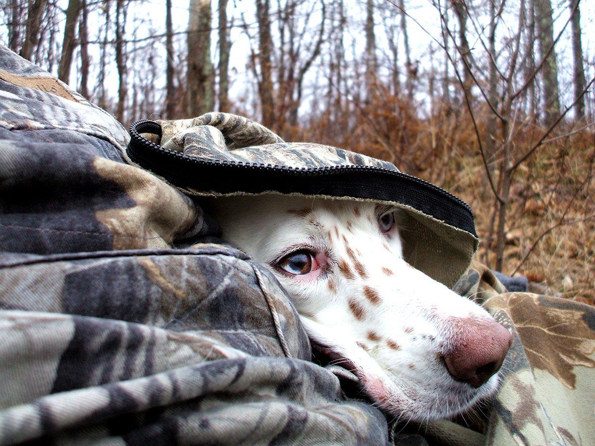 Love dogs and fall turkeys? This traditional hunting tactic is hard to beat. Image by Steve Hickoff
