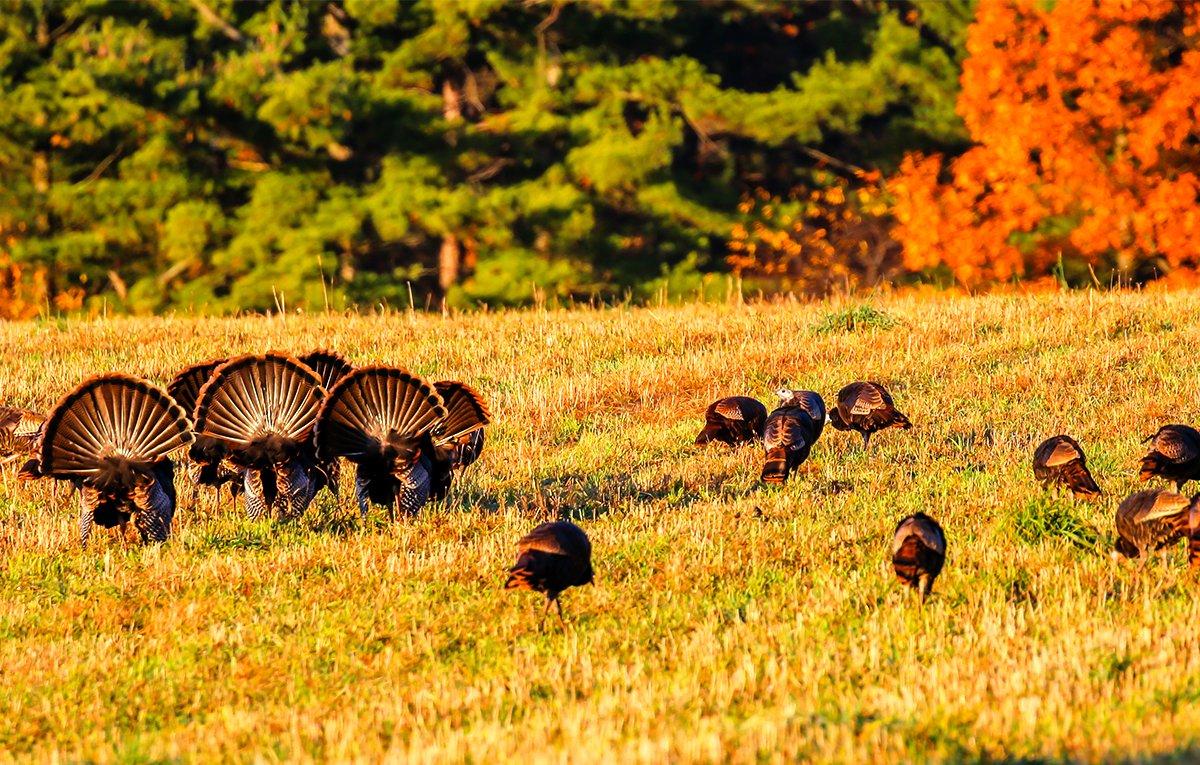 Some 42 states offer fall turkey seasons for birds like these. Image by Michael Tatman / Shutterstock