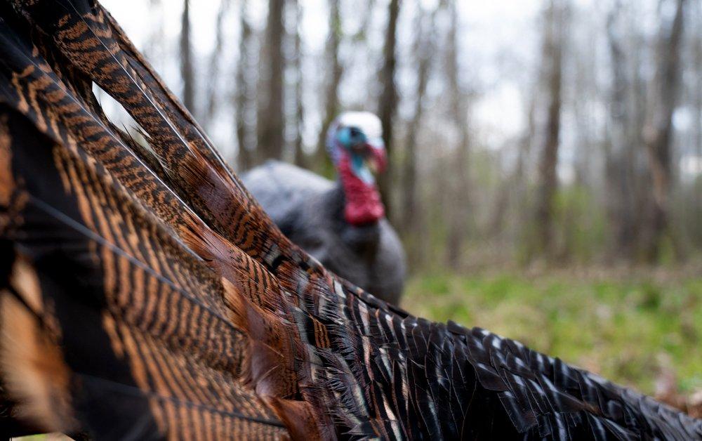 There's more to killing a turkey with a decoy than just staking it out. Image by Phillip Culpepper