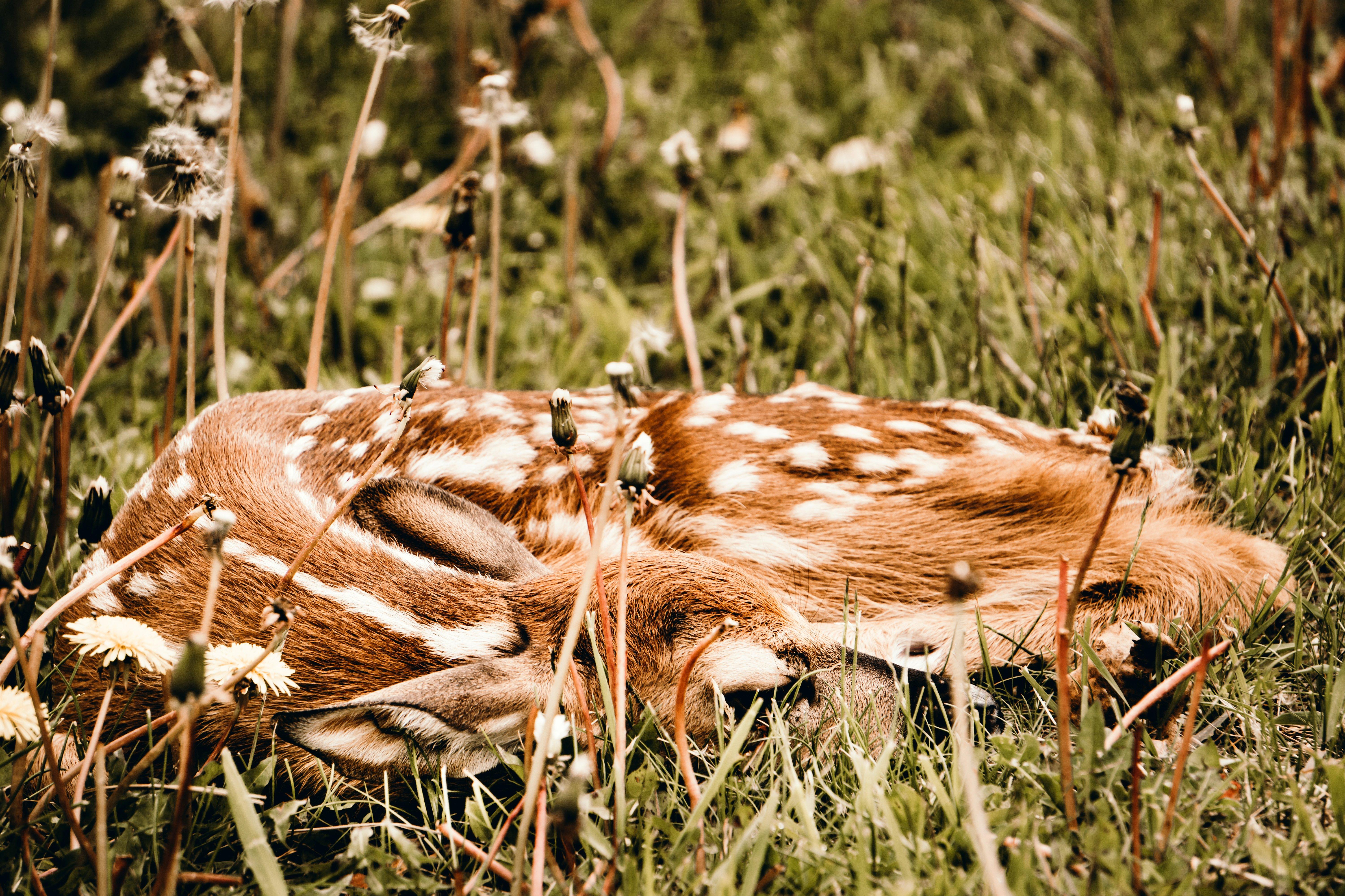 Image: fawn_facts_1