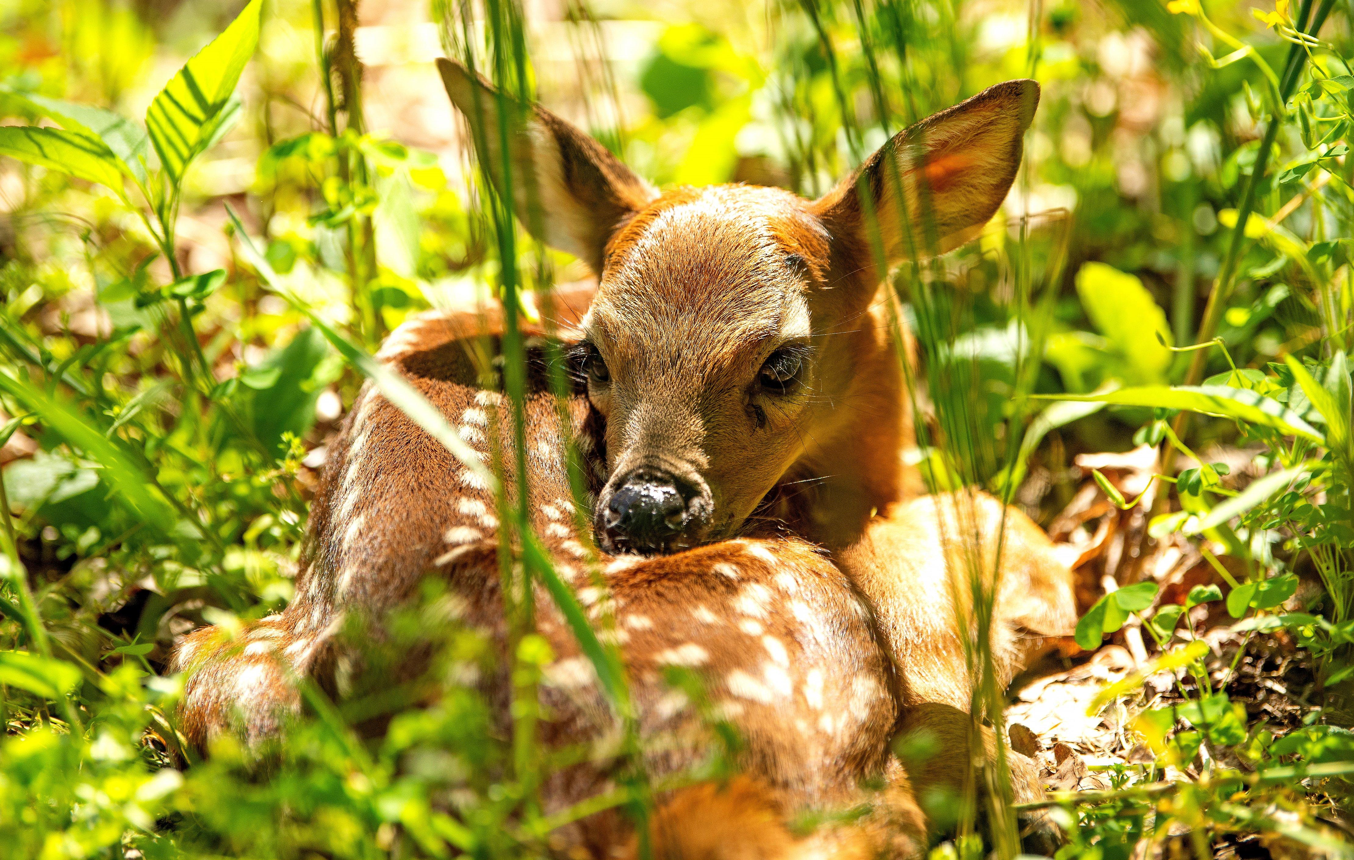 Image: fawn_facts_2