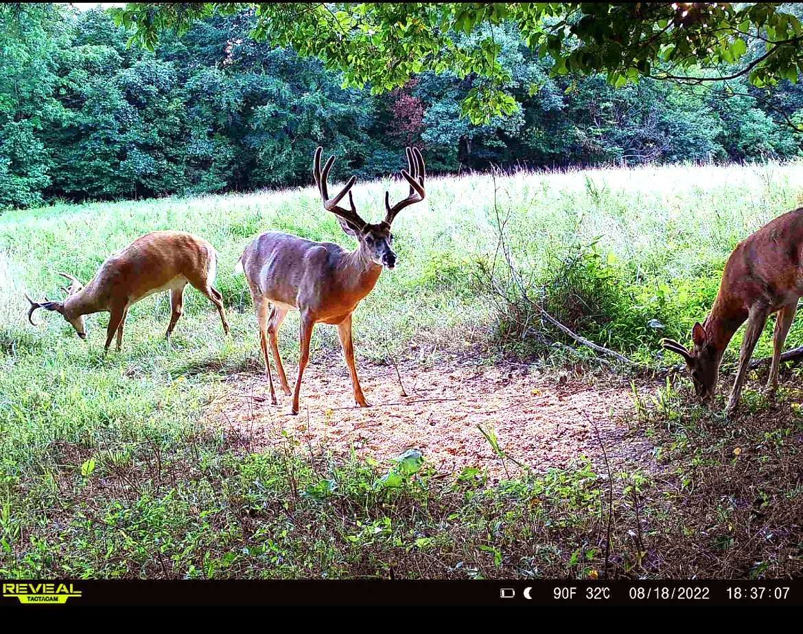 The big buck was a regular on Langley's trail cameras.
