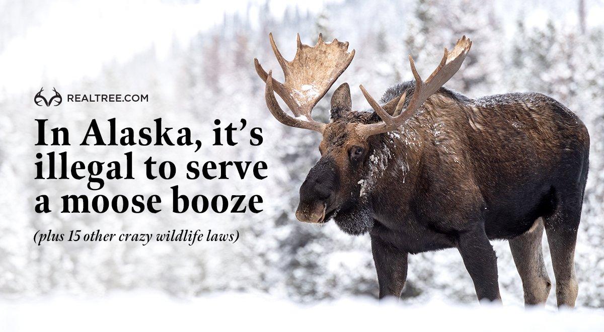 In Alaska, there are a number of strange laws involving moose. Image by Harry Collins