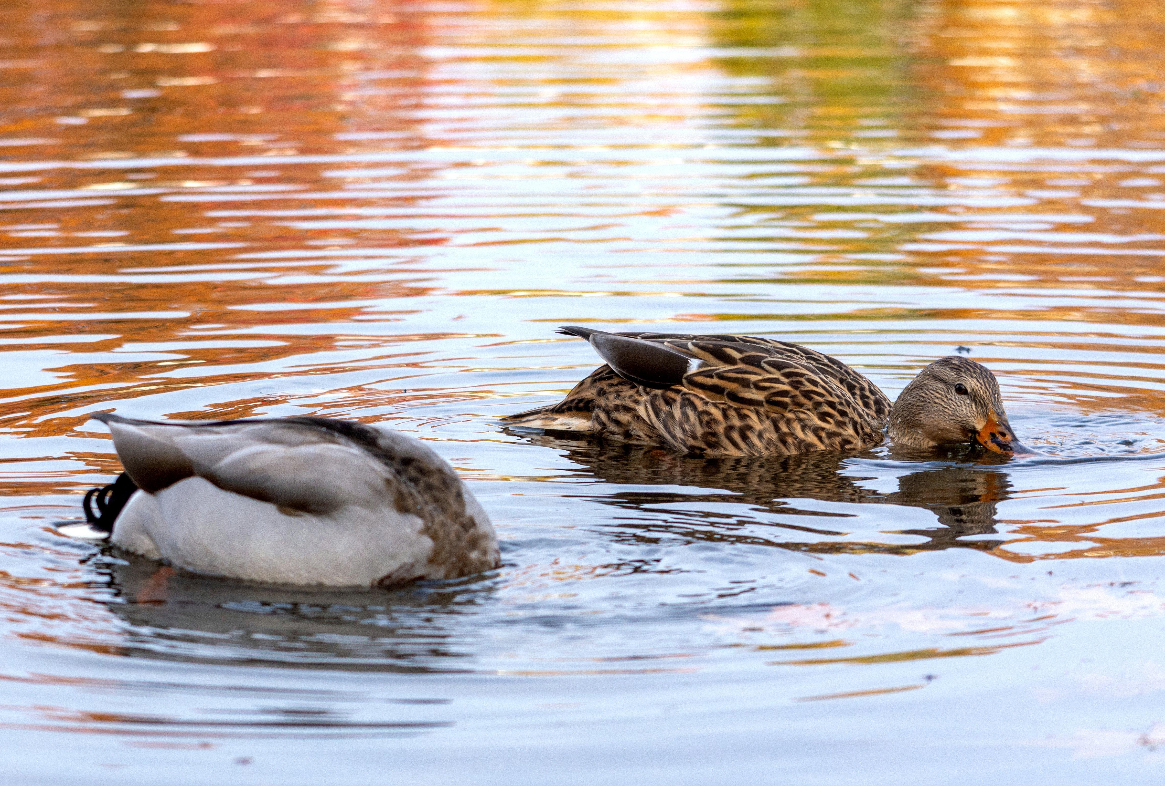 Image: feeding_mallards