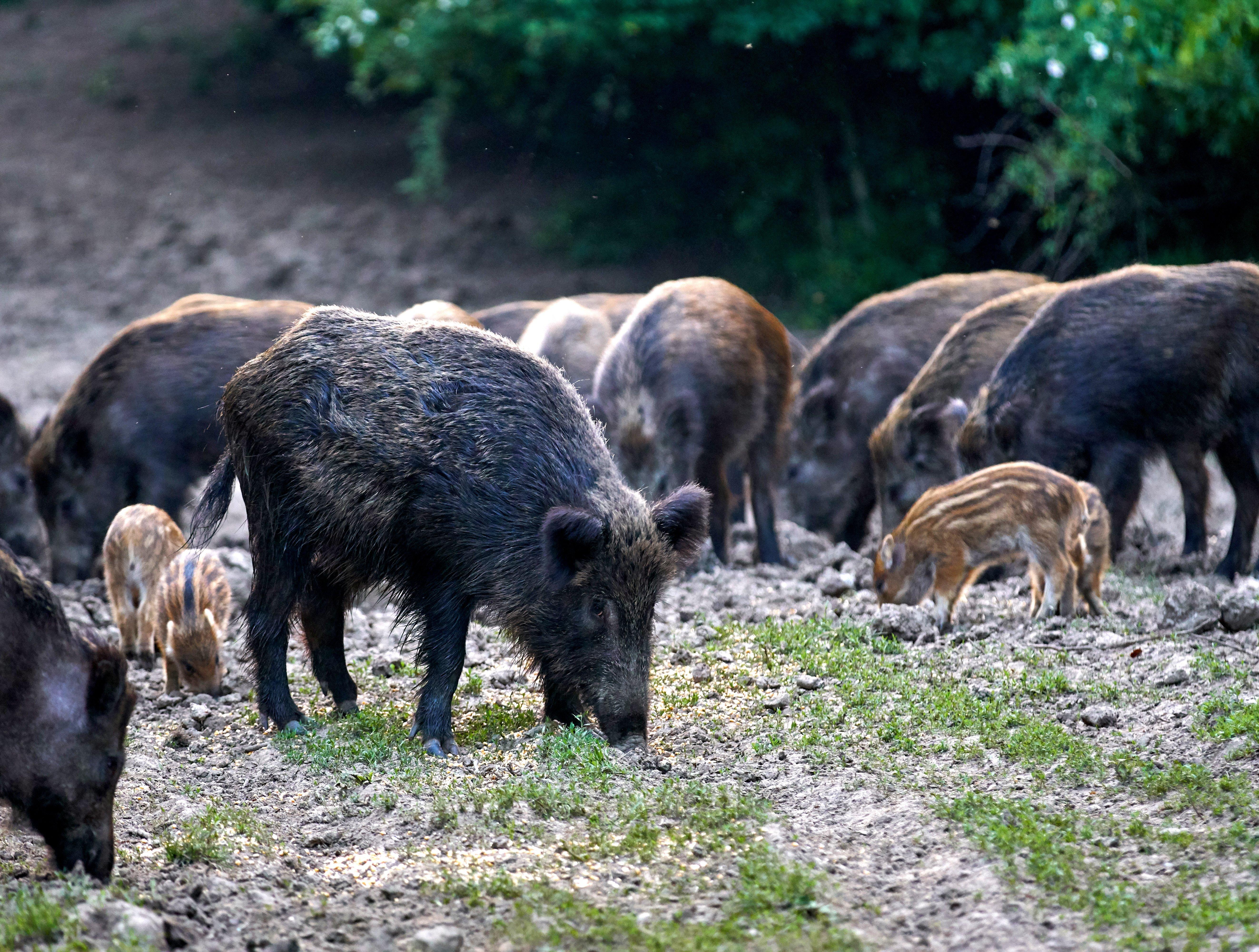 Image: feral_hog_1